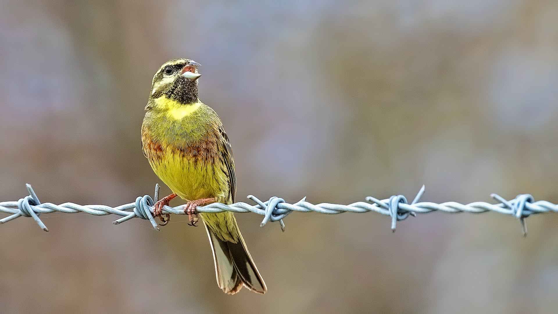 Bahçe kirazkuşu