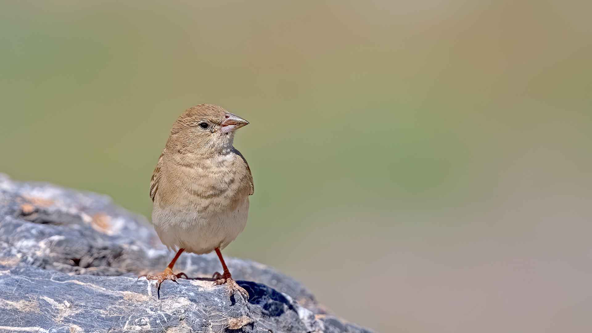 Pale Rockfinch