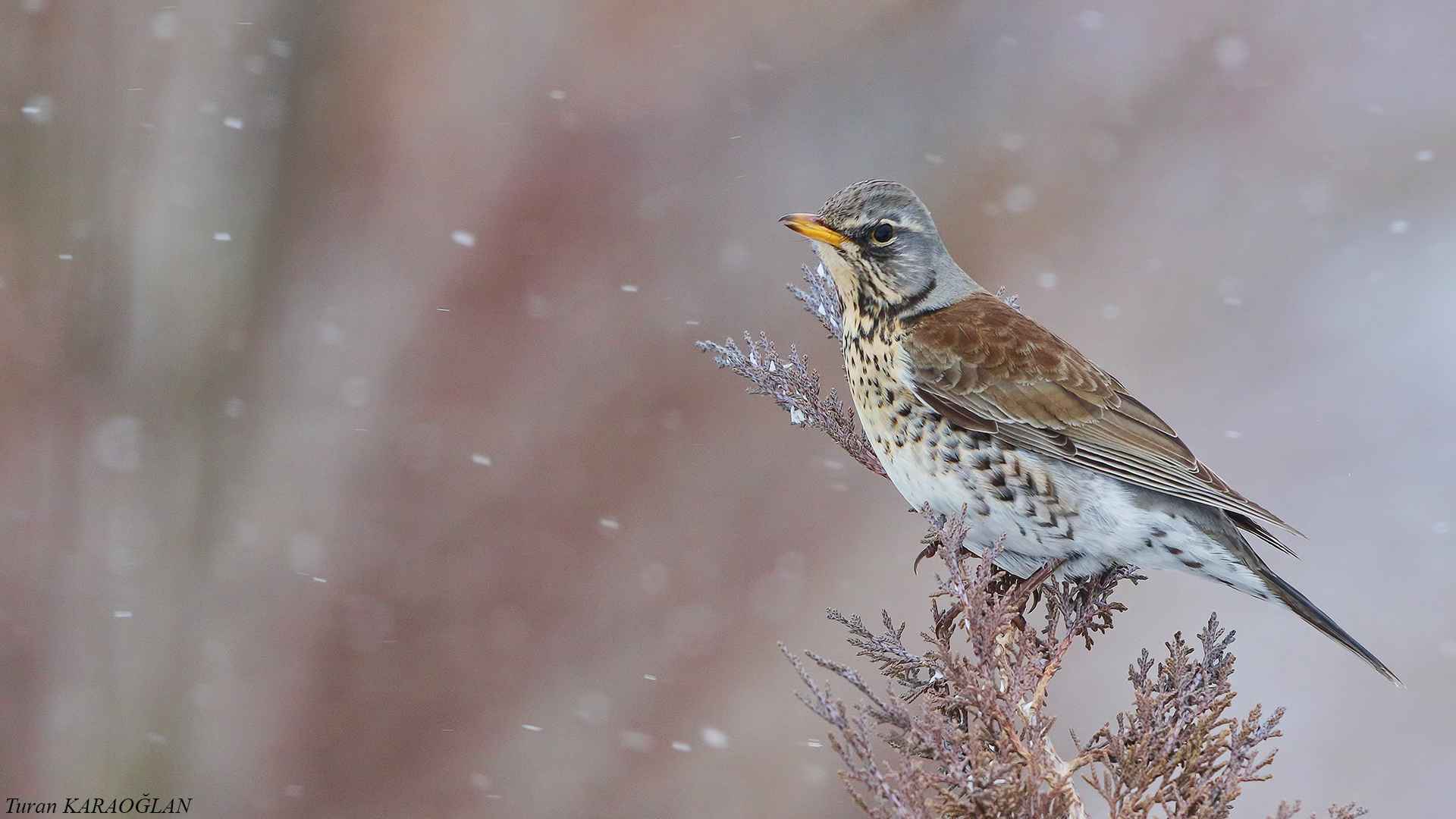 Fieldfare