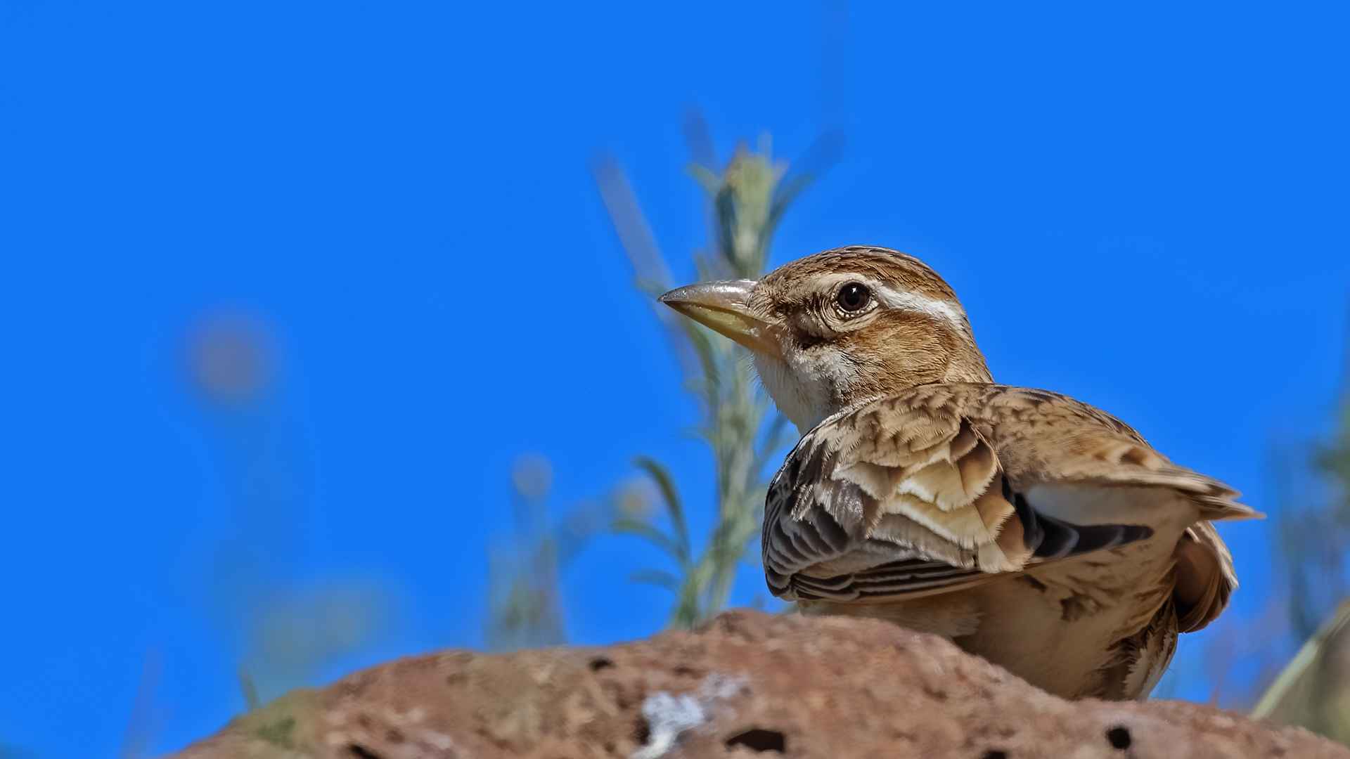 Küçük boğmaklı toygar