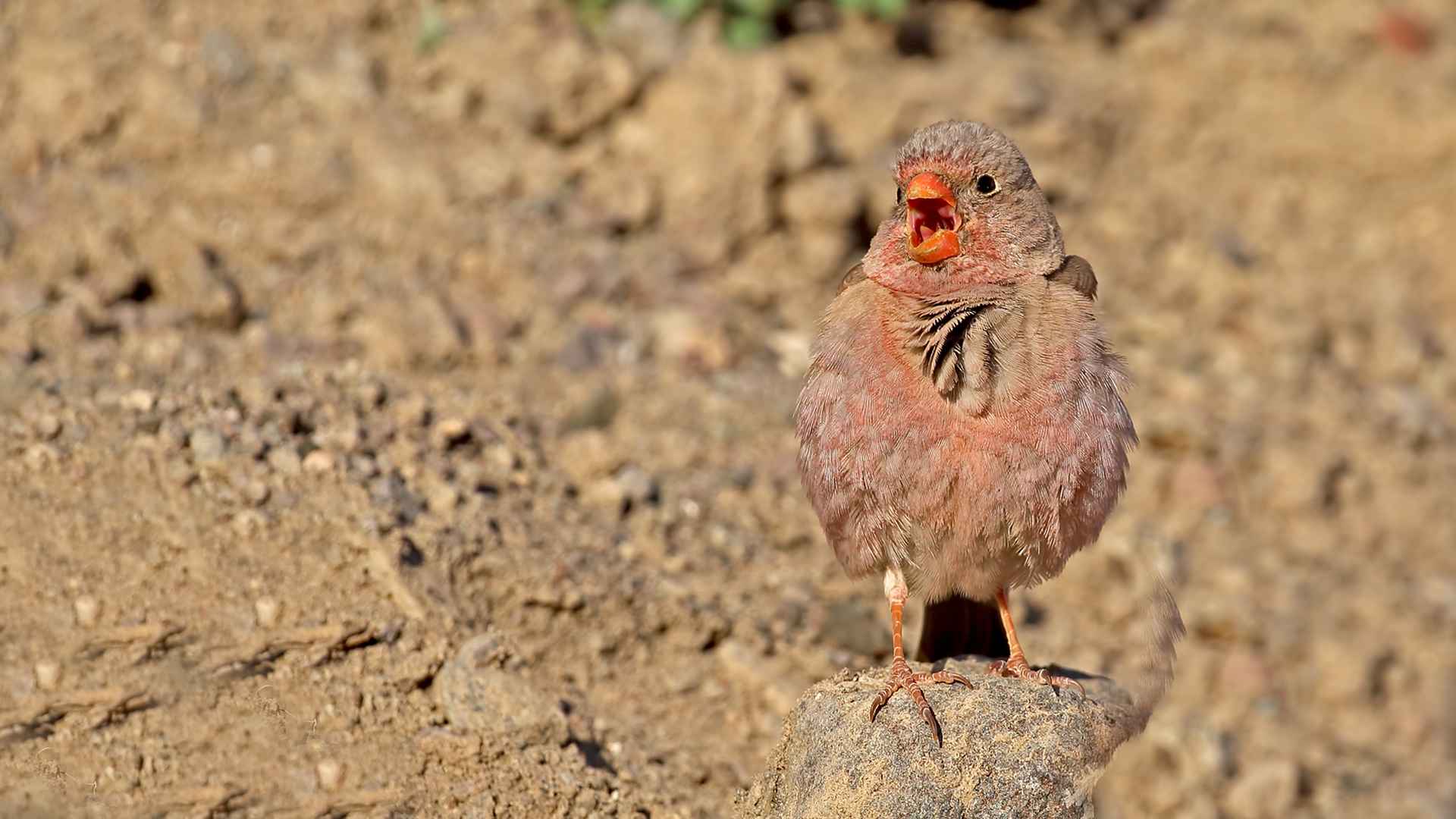 Trumpeter Finch