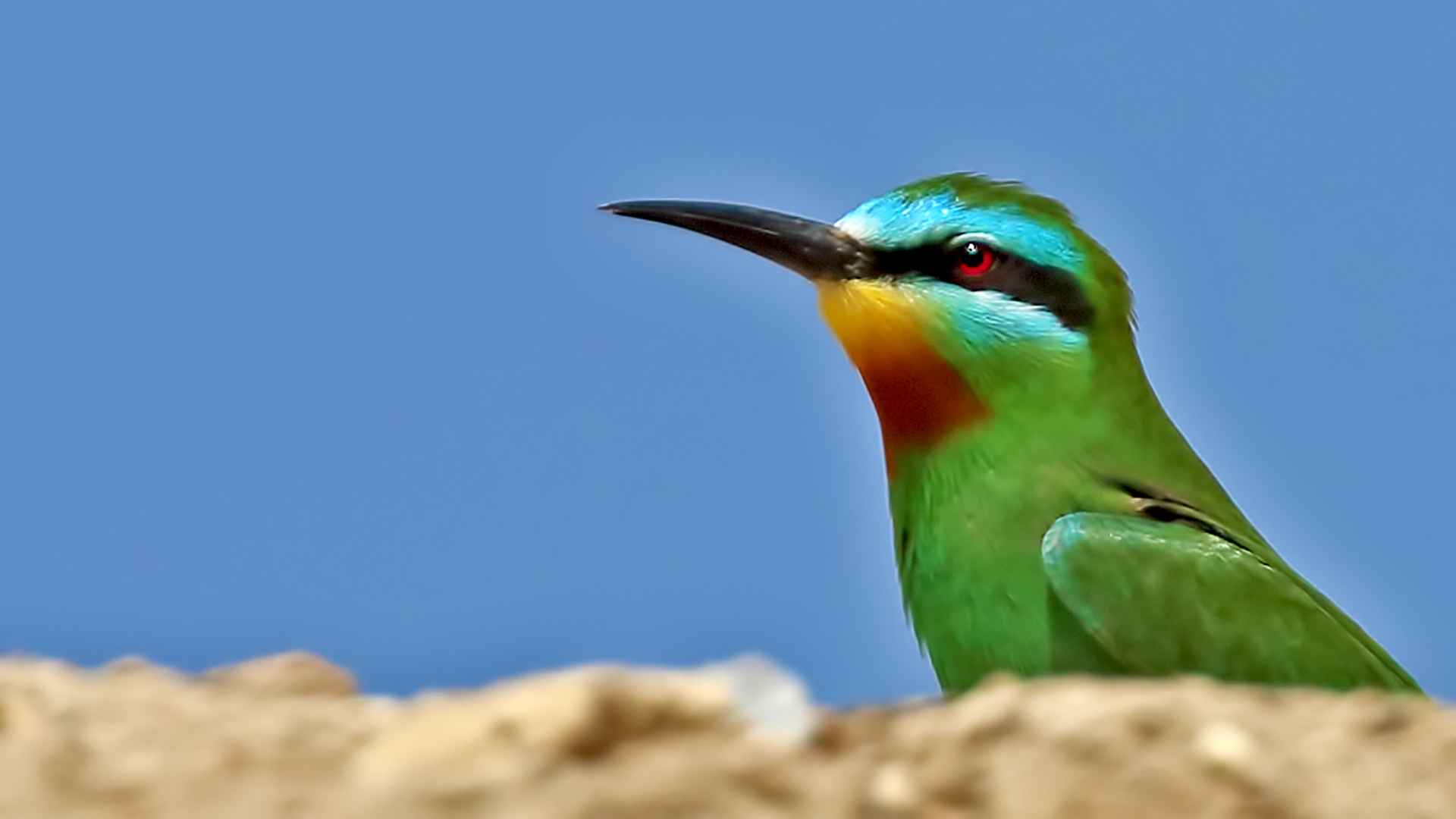 Yeşil arıkuşu