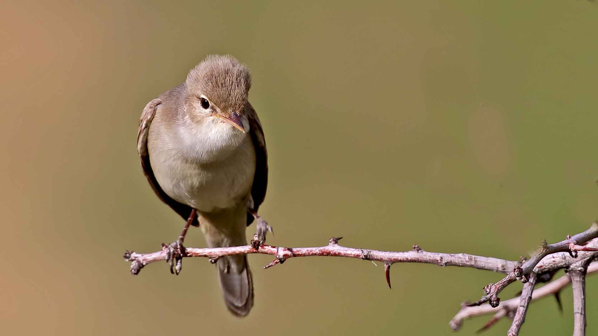 Upcher's Warbler