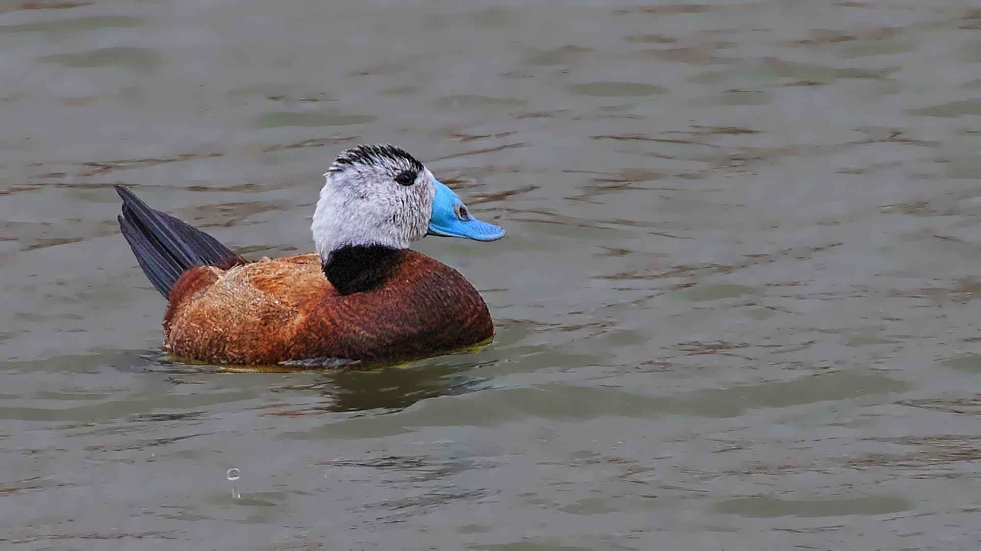 Dikkuyruk