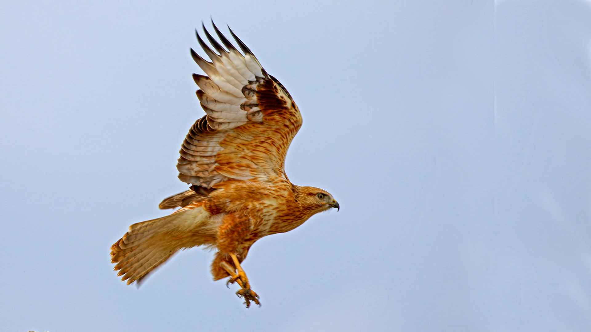 Long-legged Buzzard