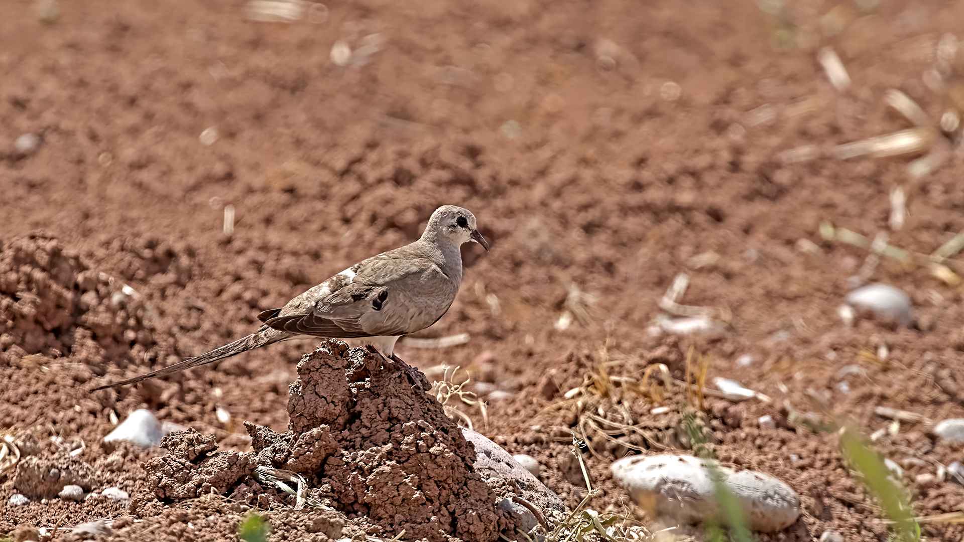 Namaqua Dove