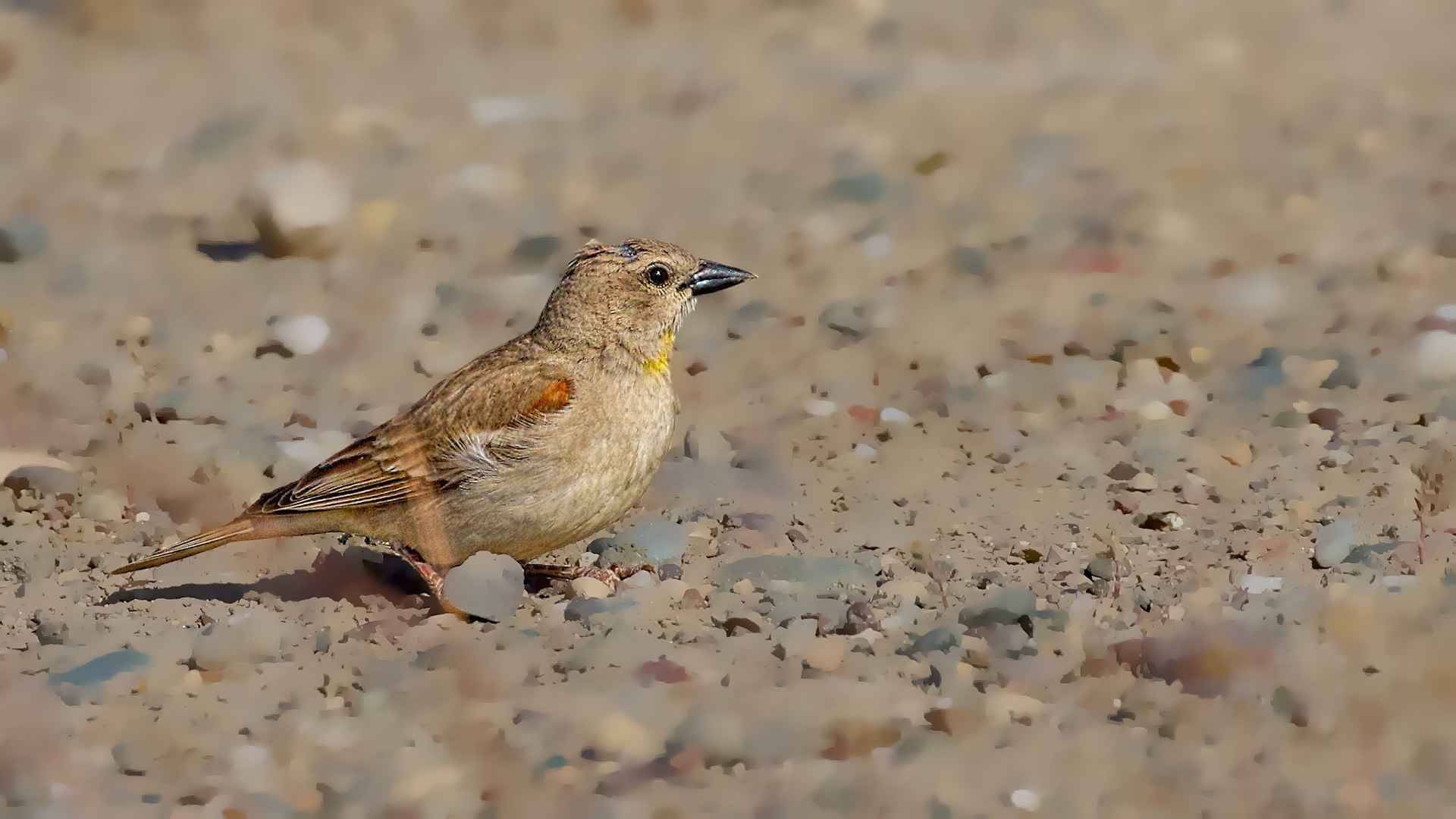 Yellow-throated Sparrow