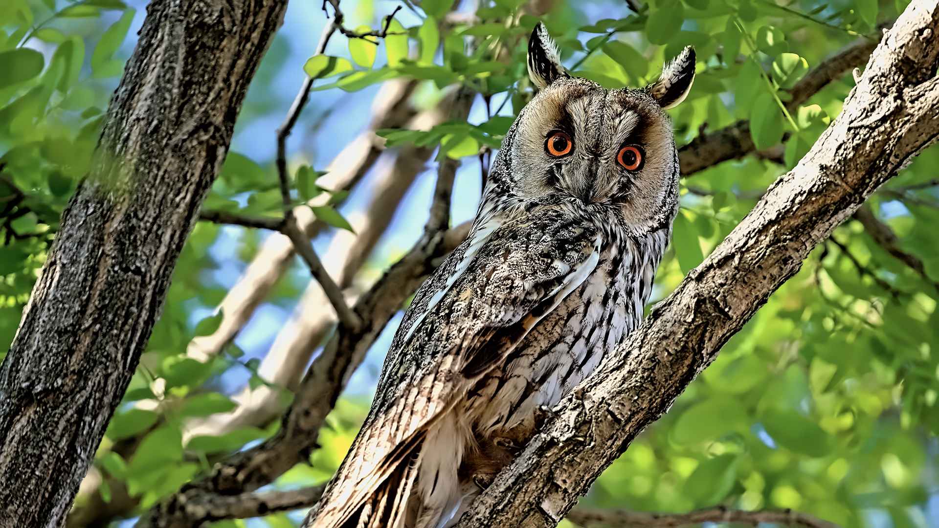 Long-eared Owl