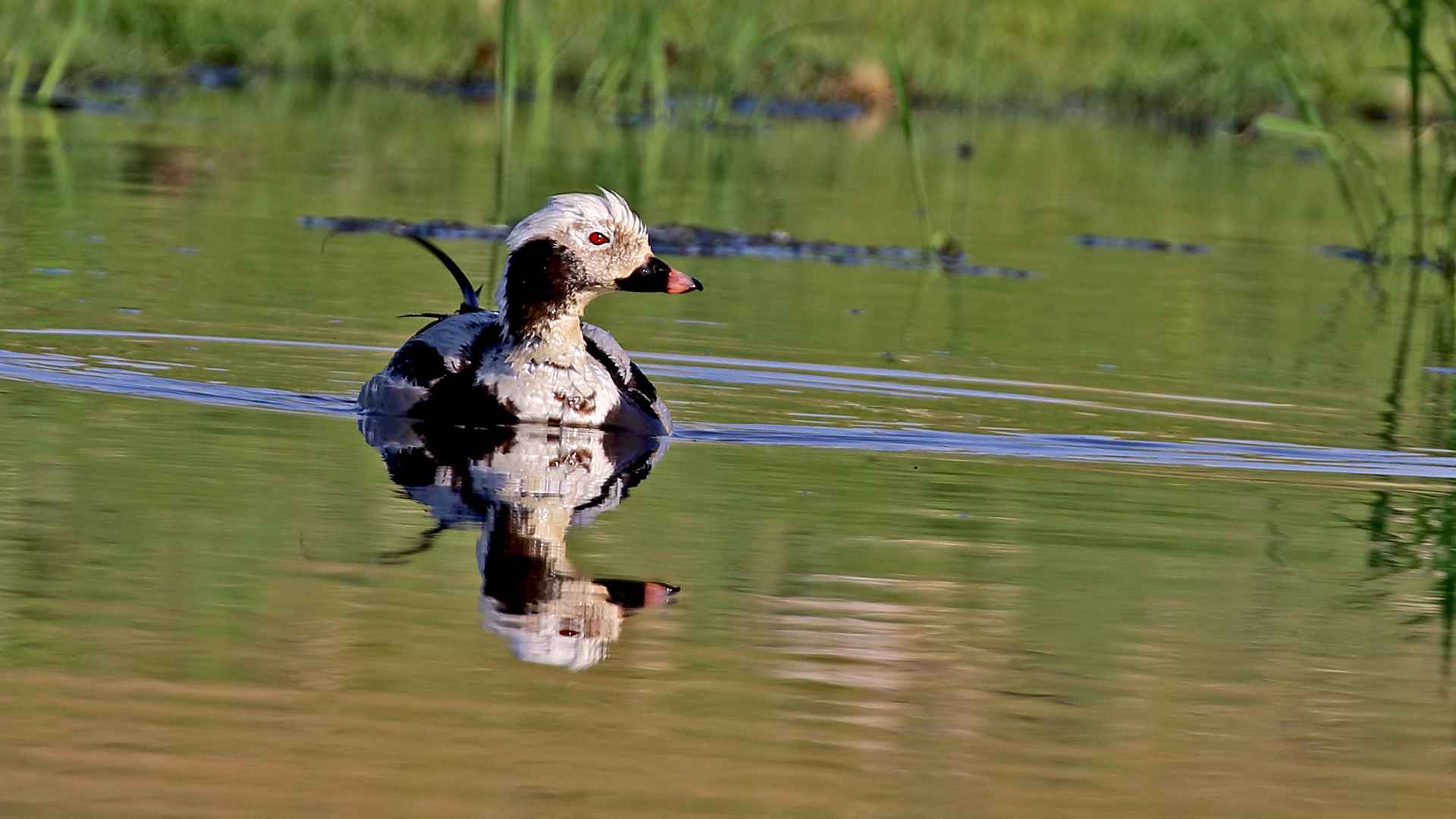 Long-tailed Duck