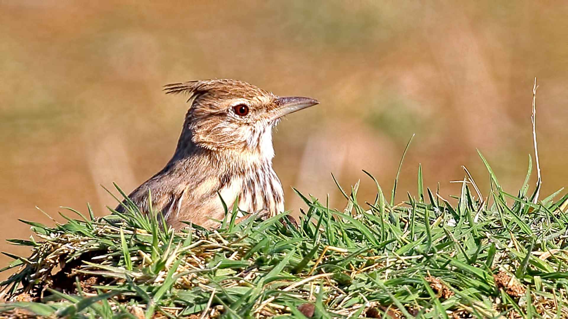 Crested Lark