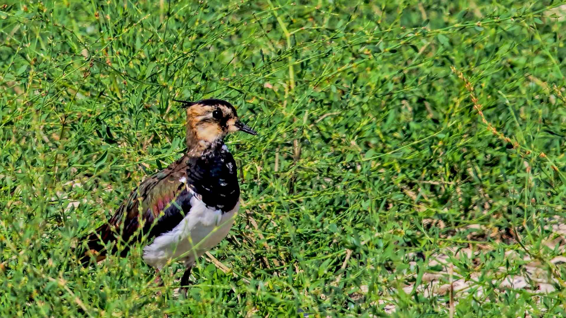 Northern Lapwing