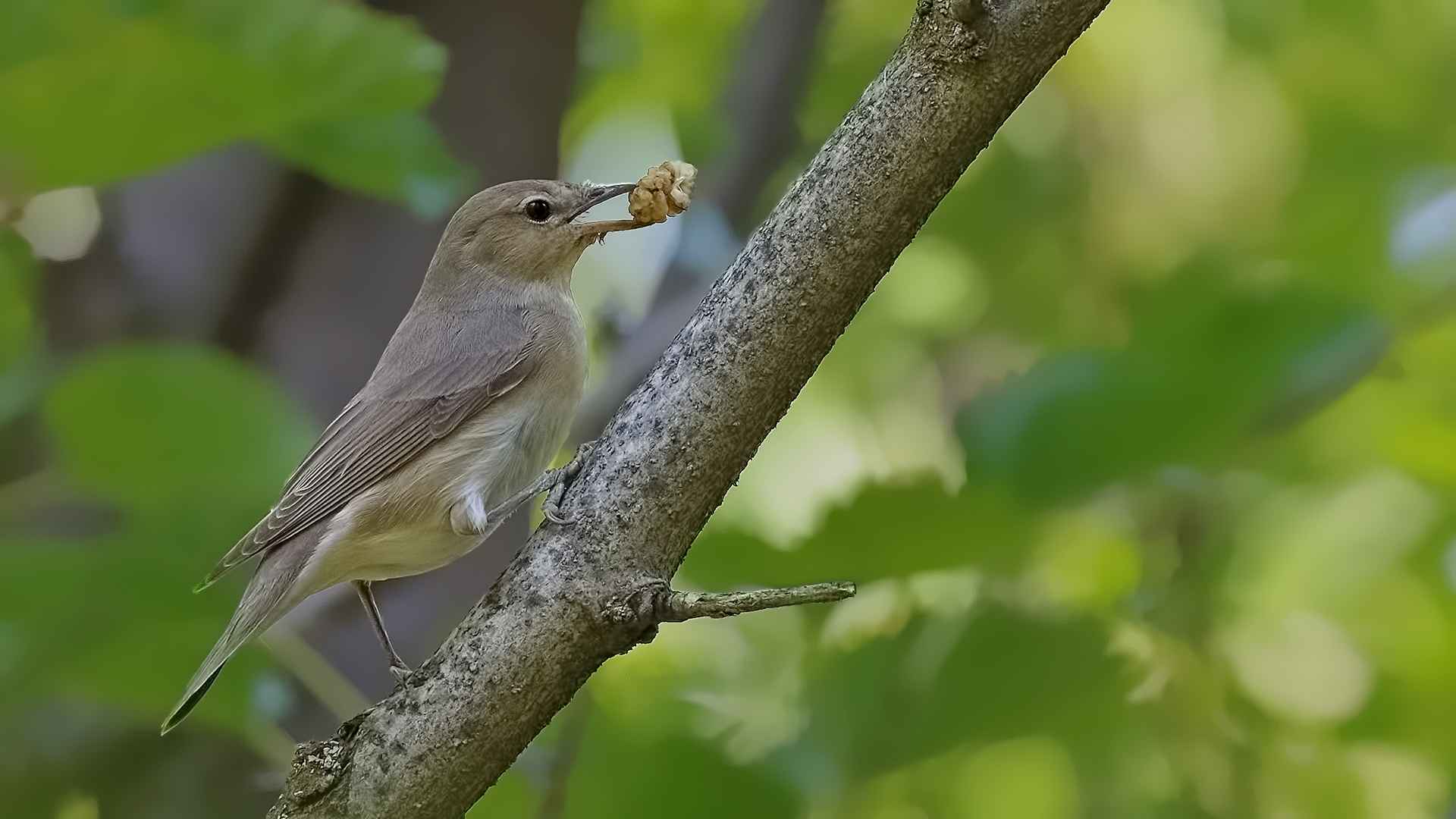 Garden Warbler