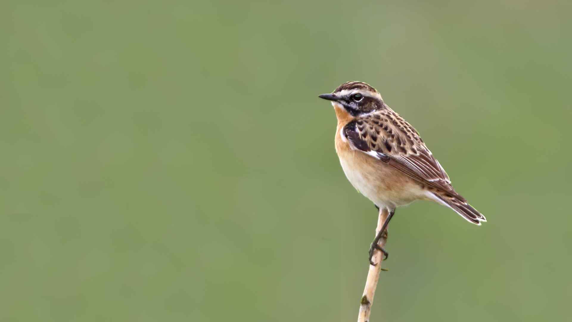 Whinchat