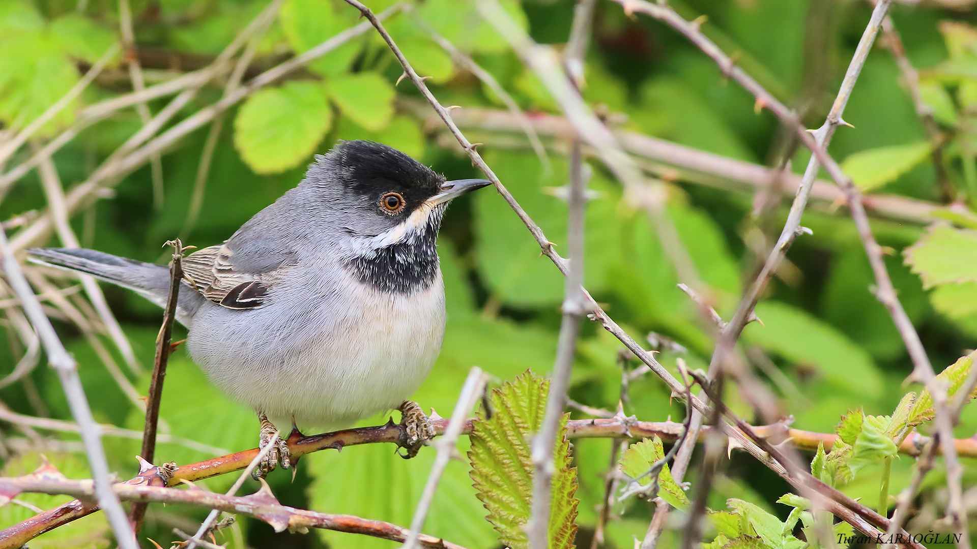 Rüppell's Warbler
