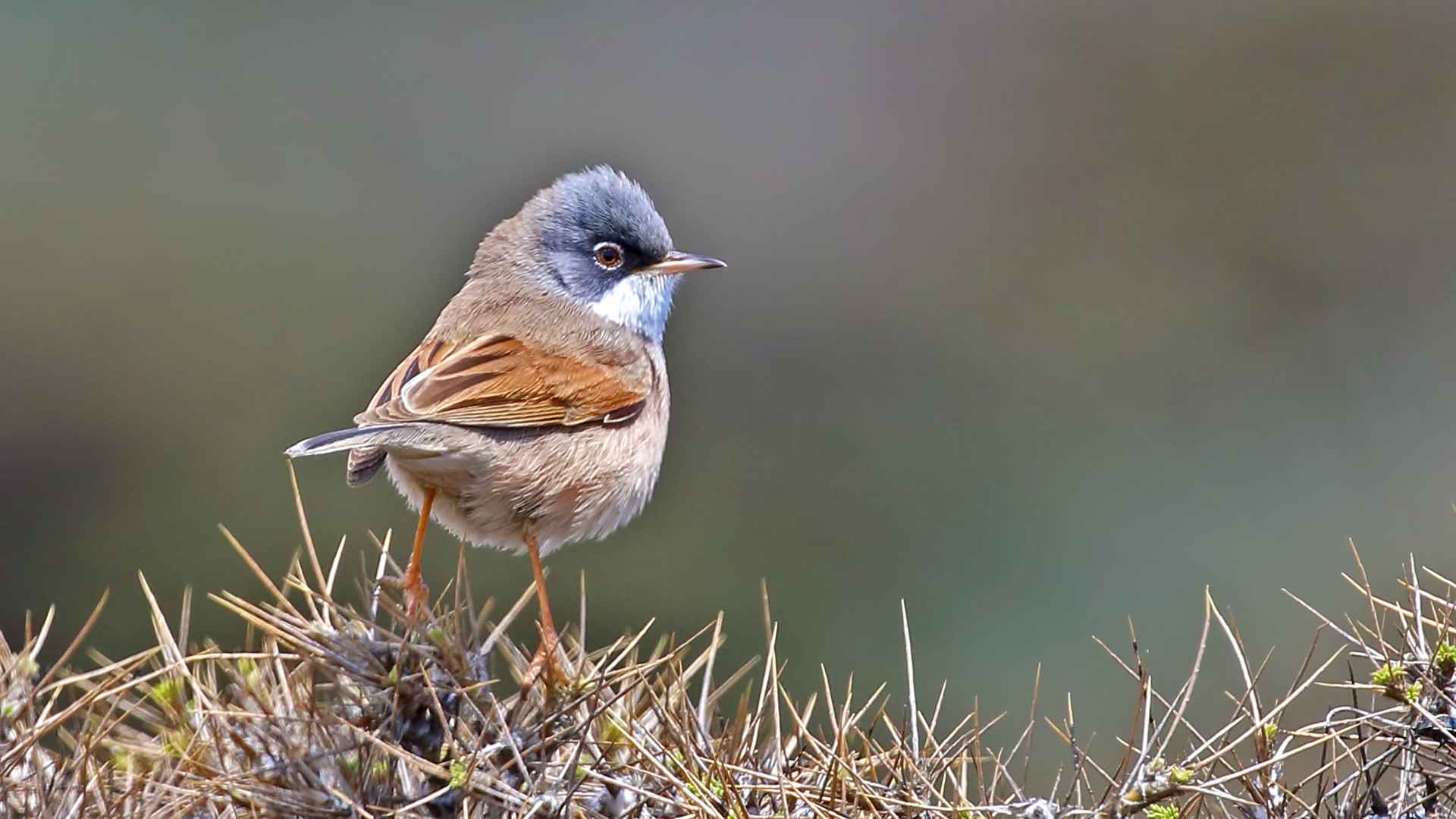 Spectacled Warbler