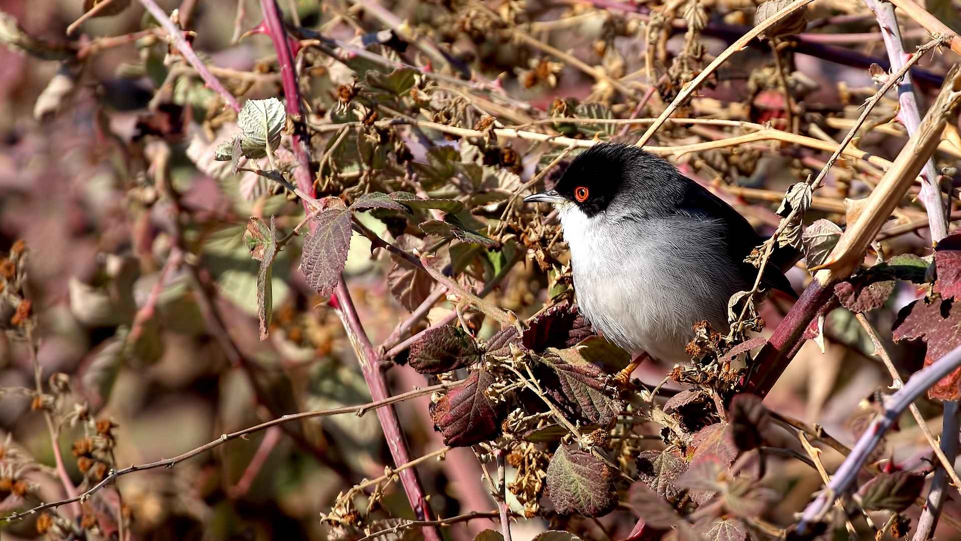 Sardinian Warbler