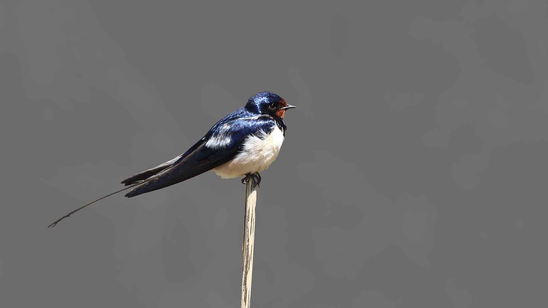 Barn Swallow