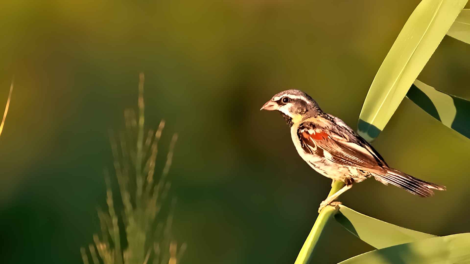 Dead Sea Sparrow