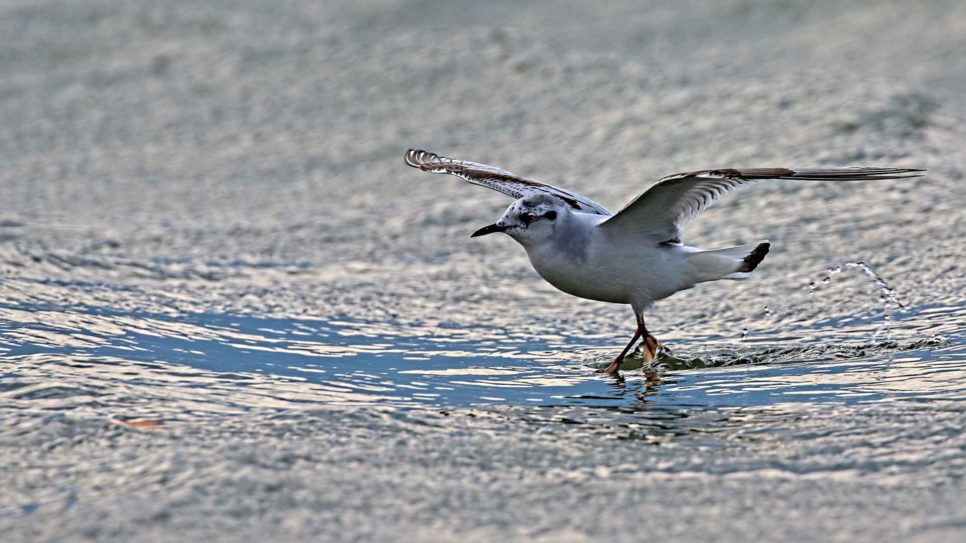Küçük martı
