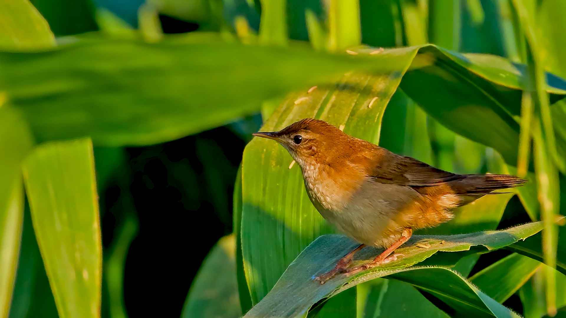 Savi's Warbler