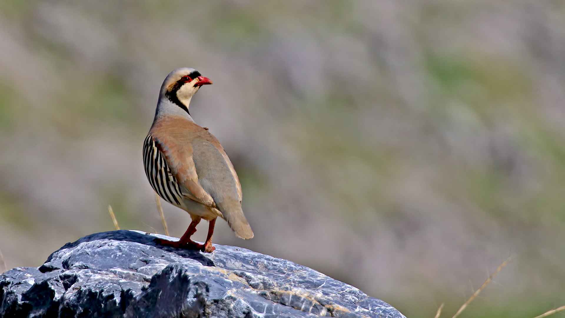 Chukar