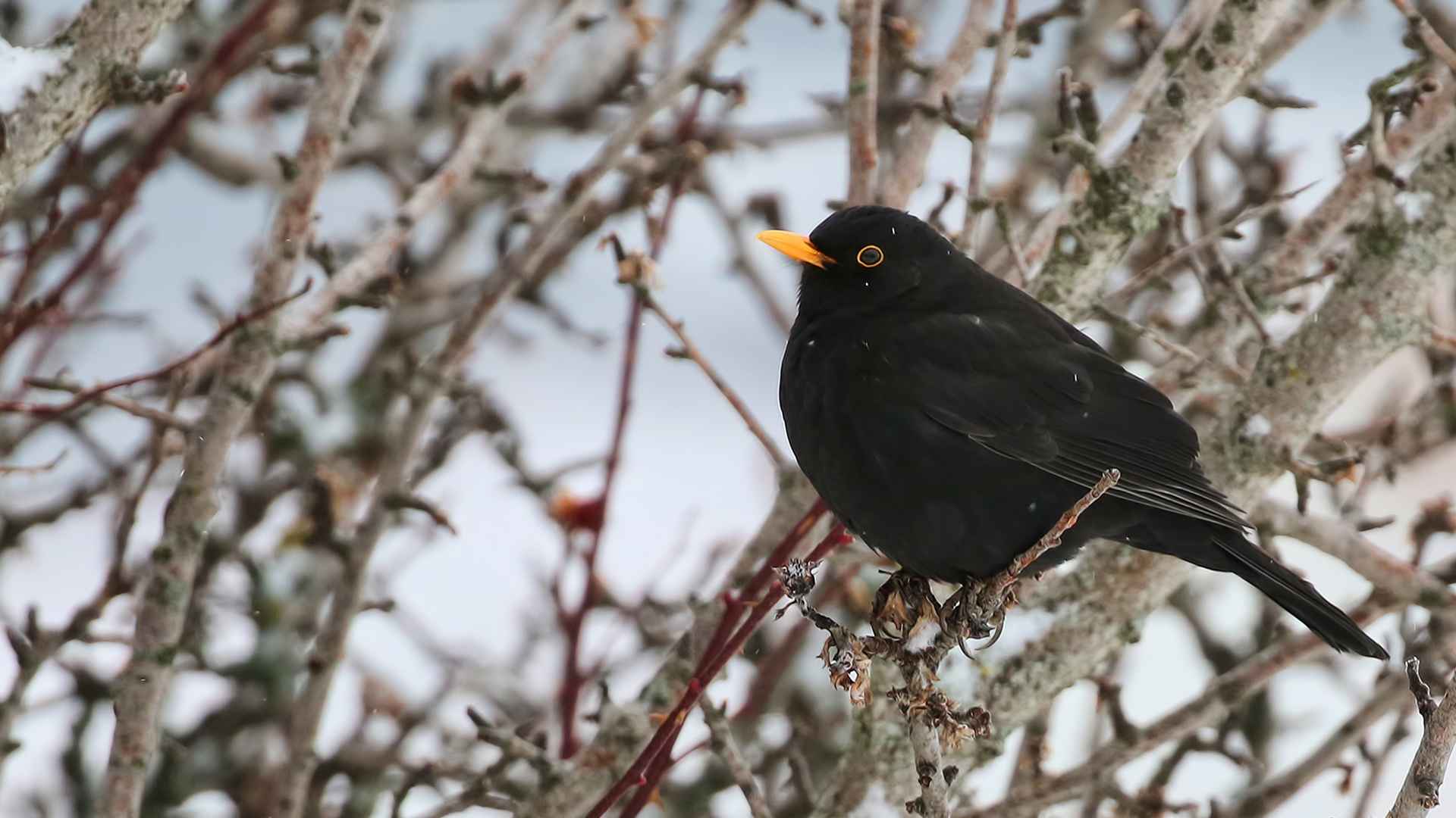 Karatavuk