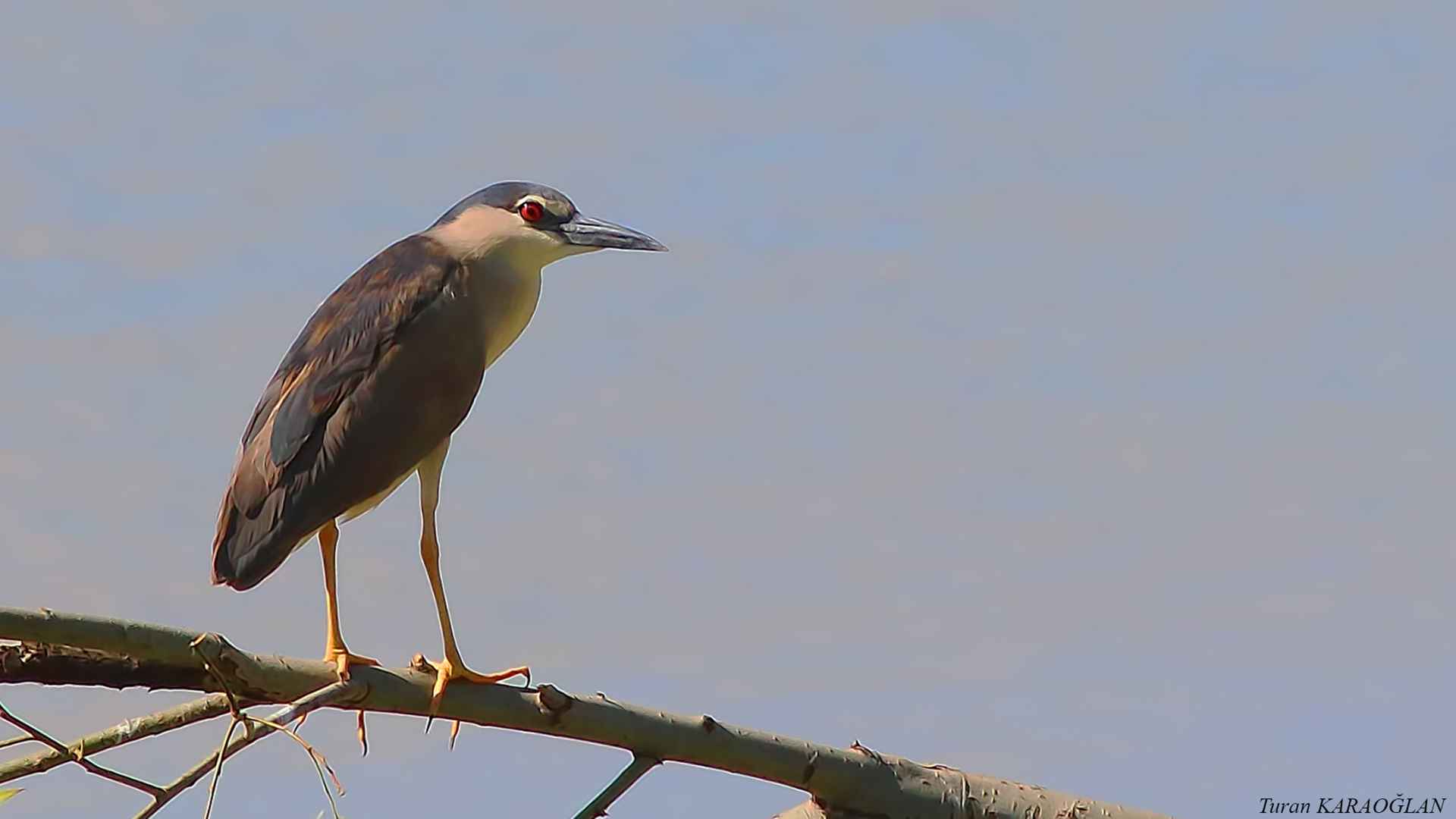 Black-crowned Night-Heron