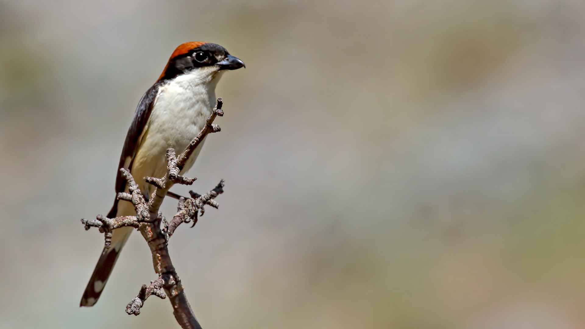 Woodchat Shrike