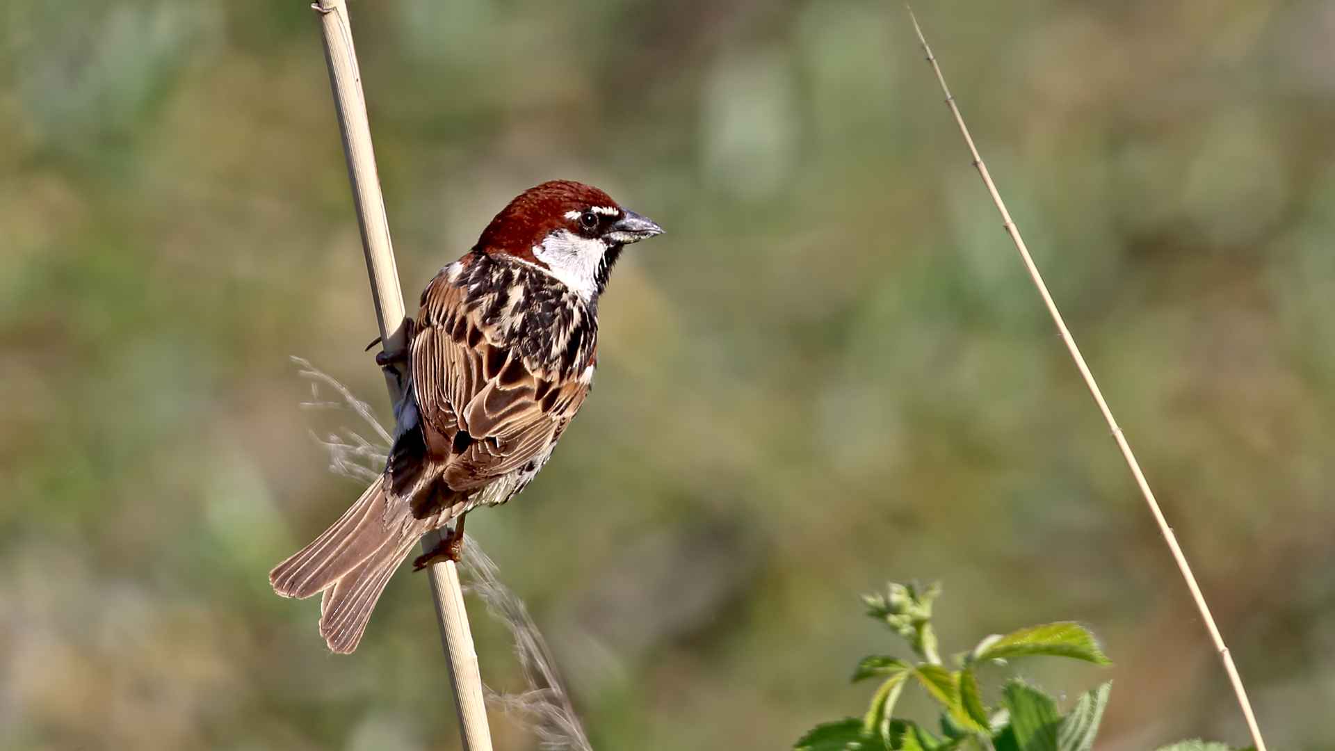 Spanish Sparrow