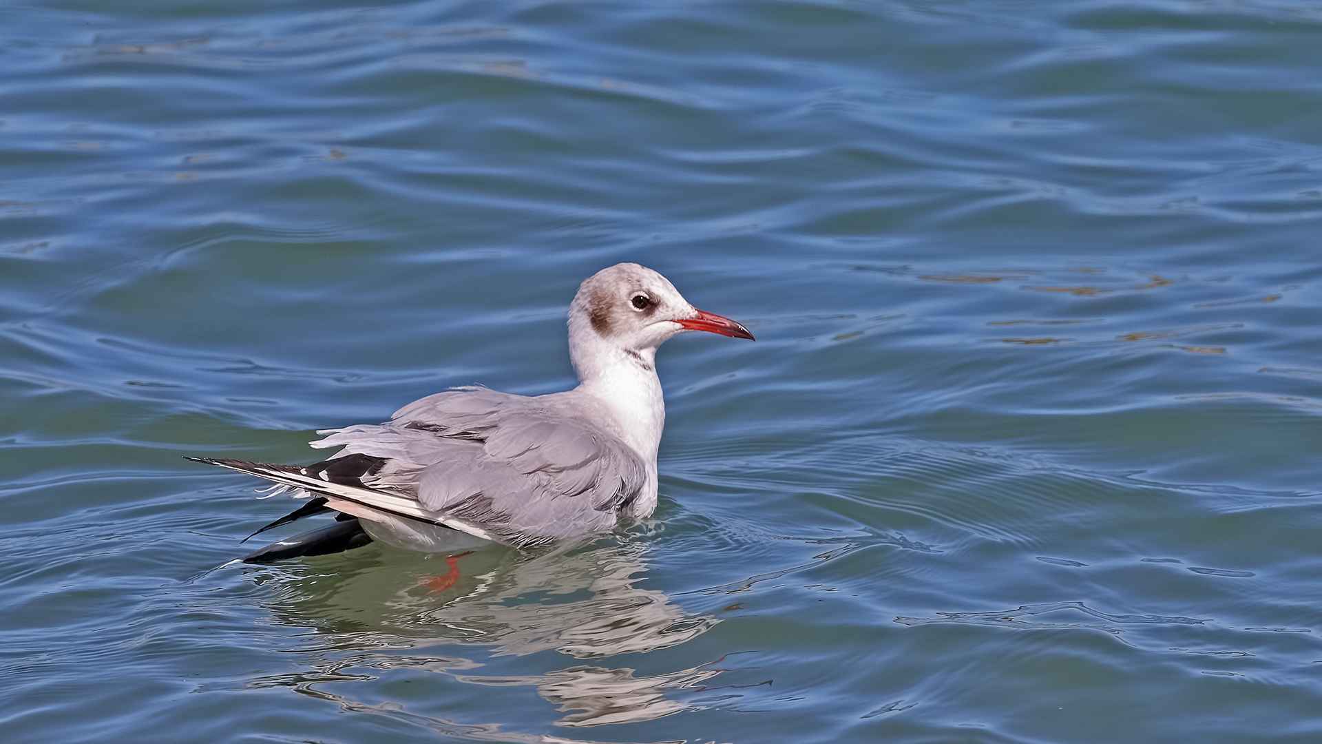 Slender-billed Gull