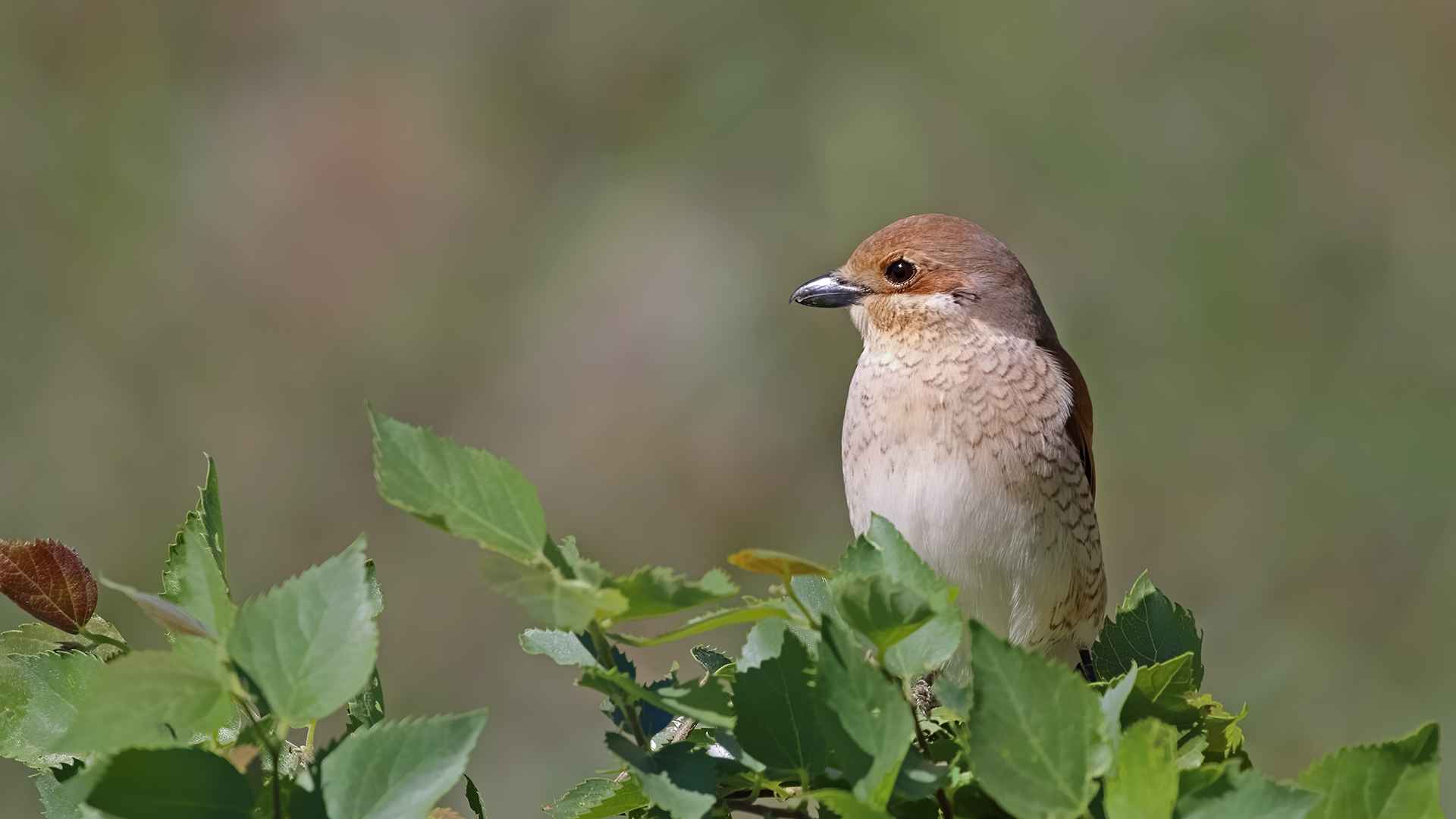 Kızılsırtlı örümcekkuşu