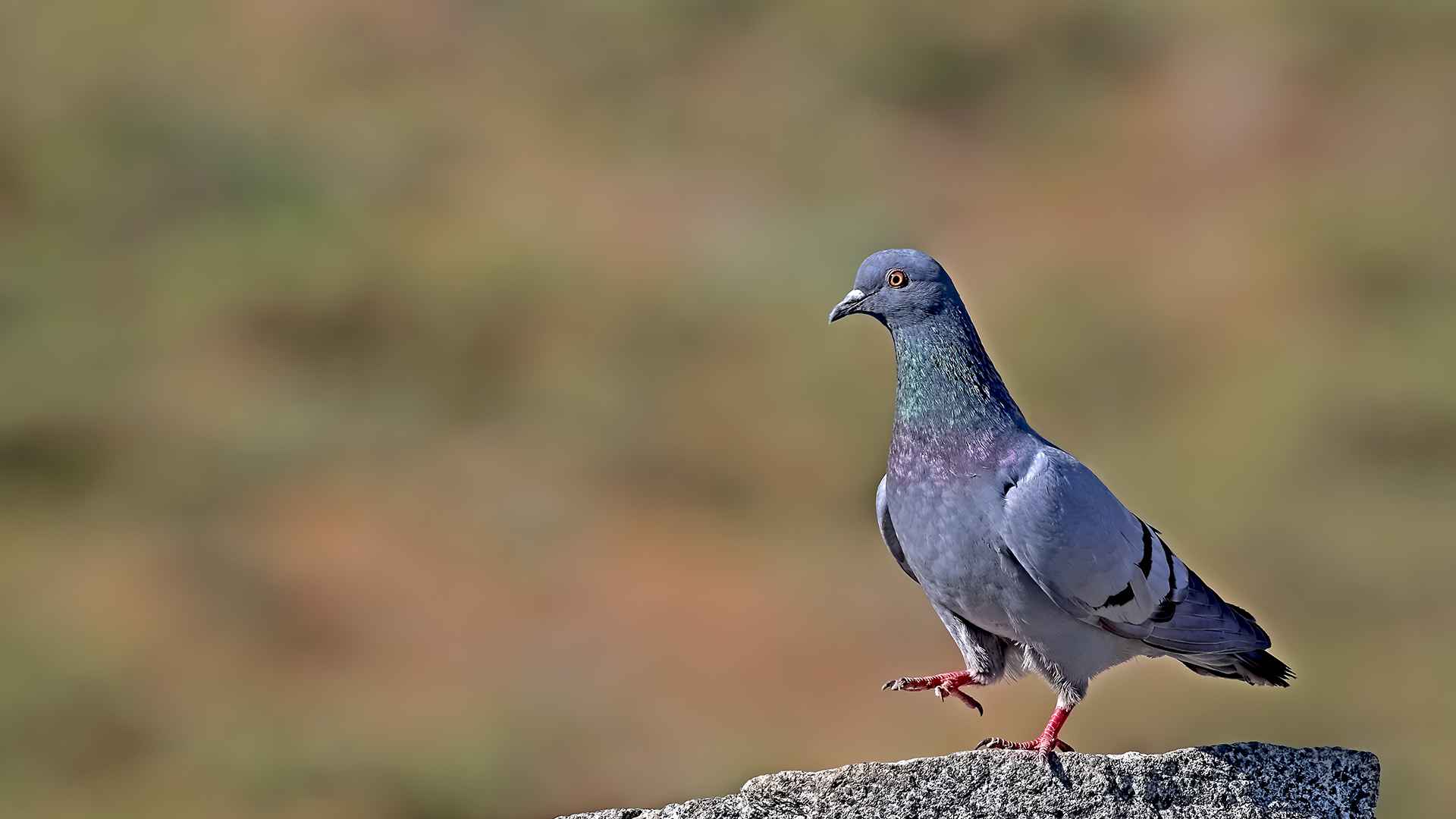 Rock Pigeon