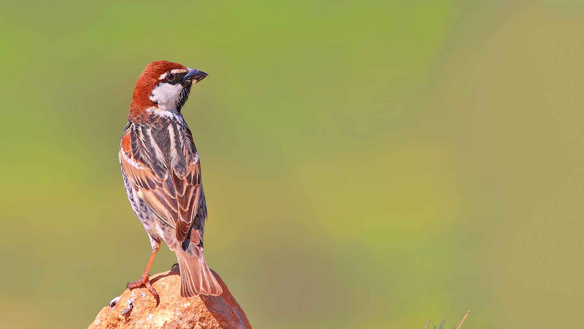 Spanish Sparrow