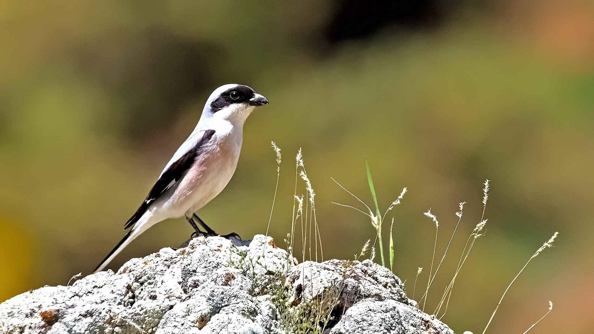 Lesser Gray Shrike