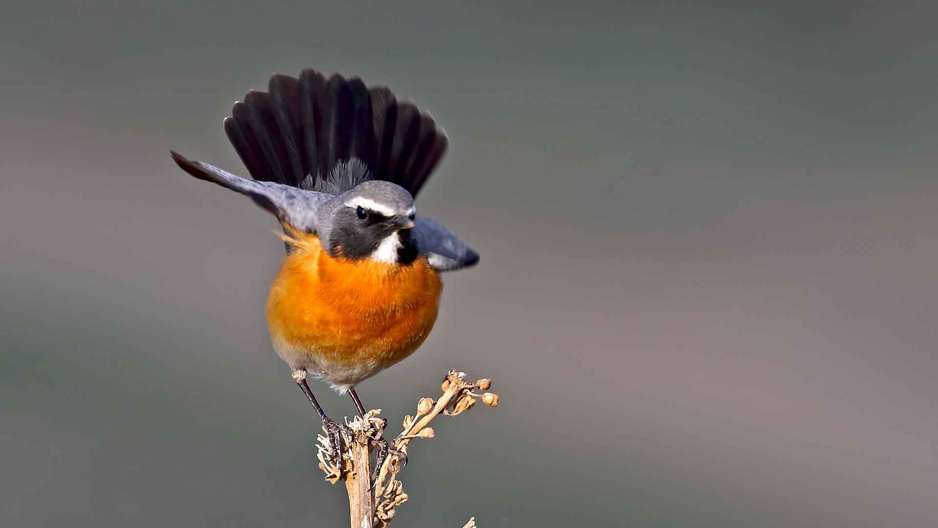 Taşbülbülü