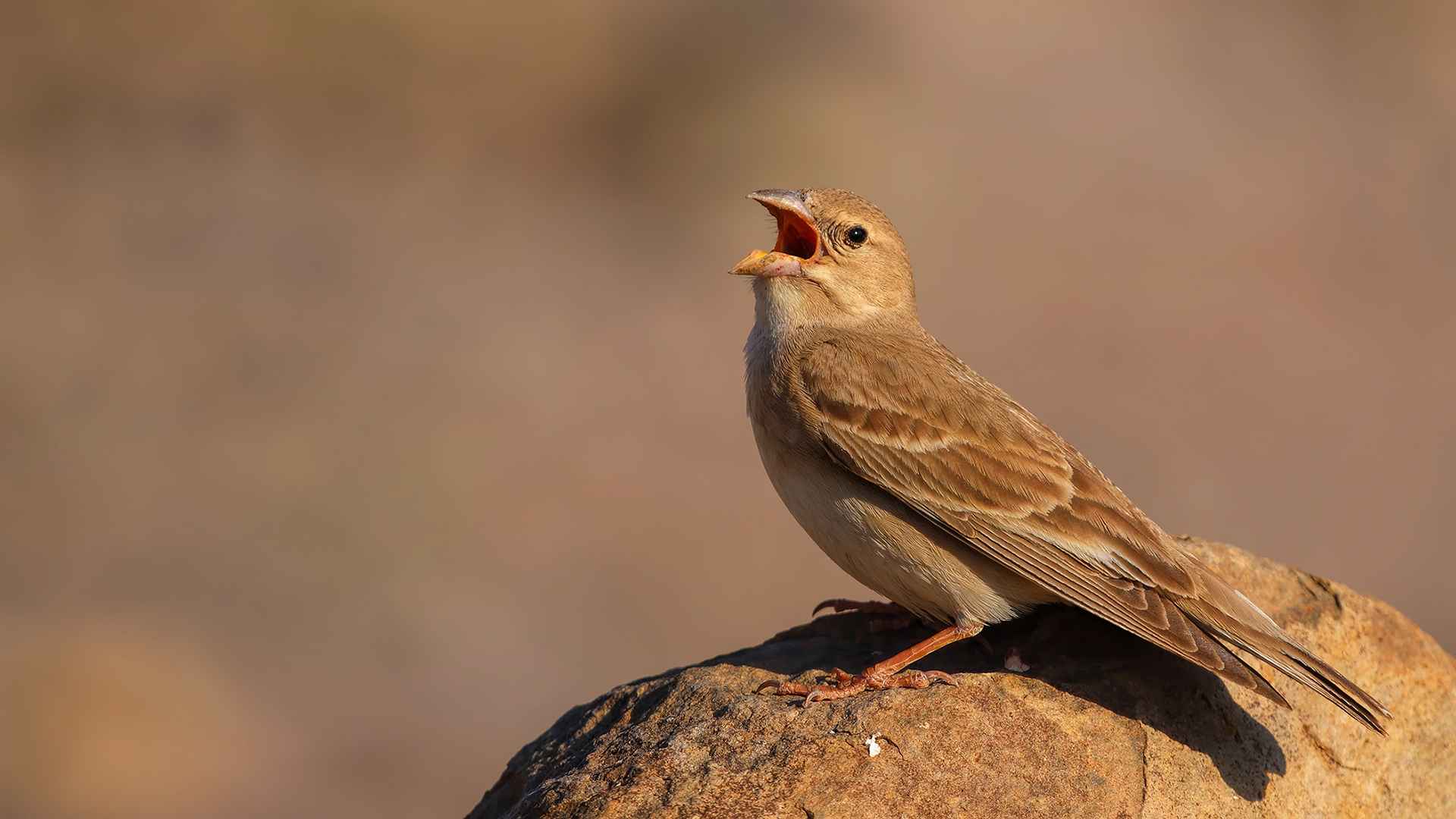 Pale Rockfinch