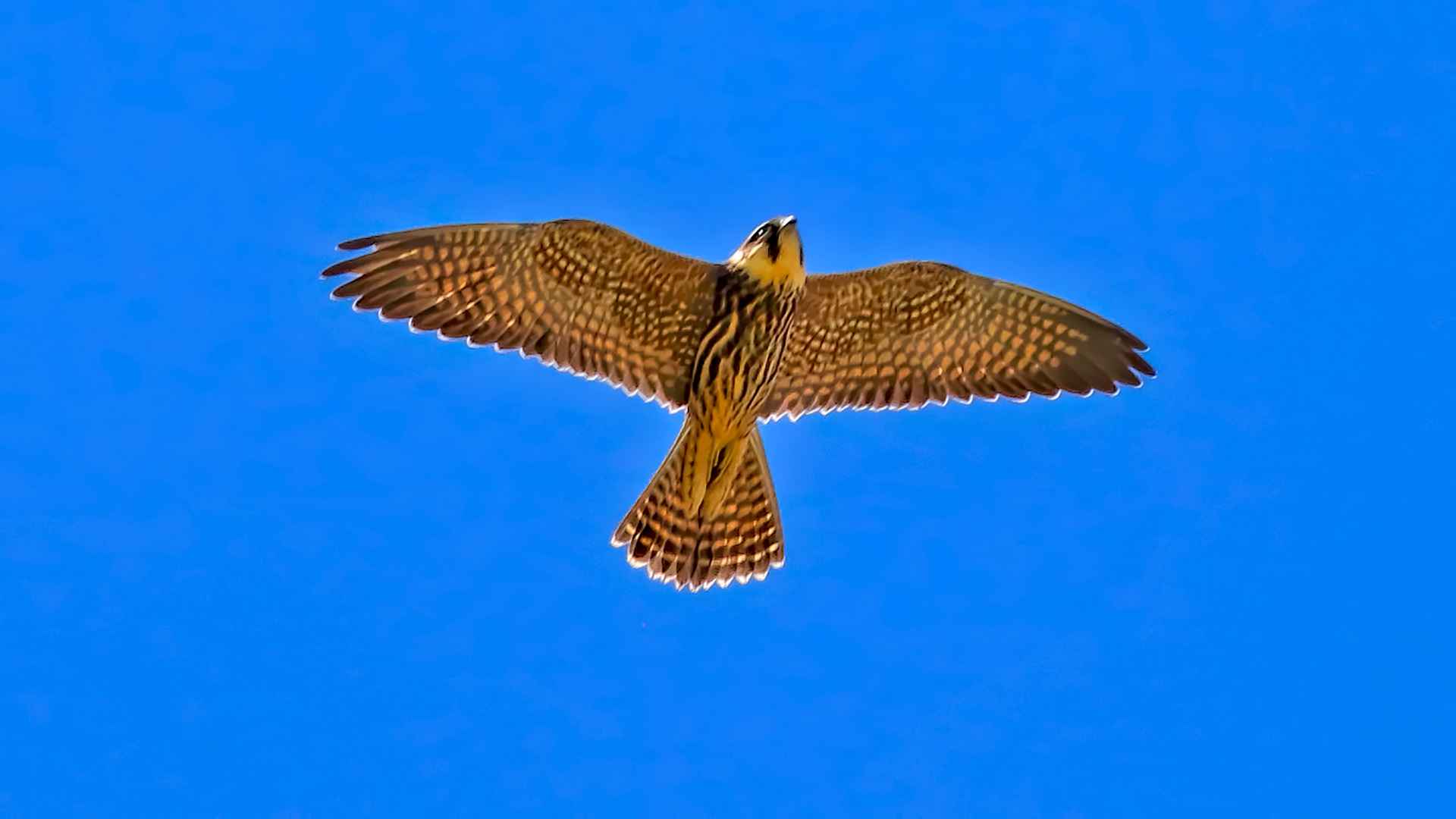 Eurasian Hobby