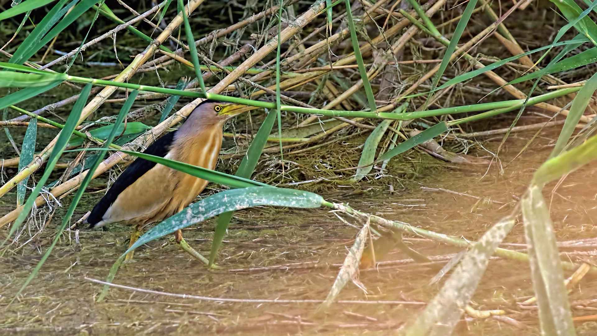 Little Bittern