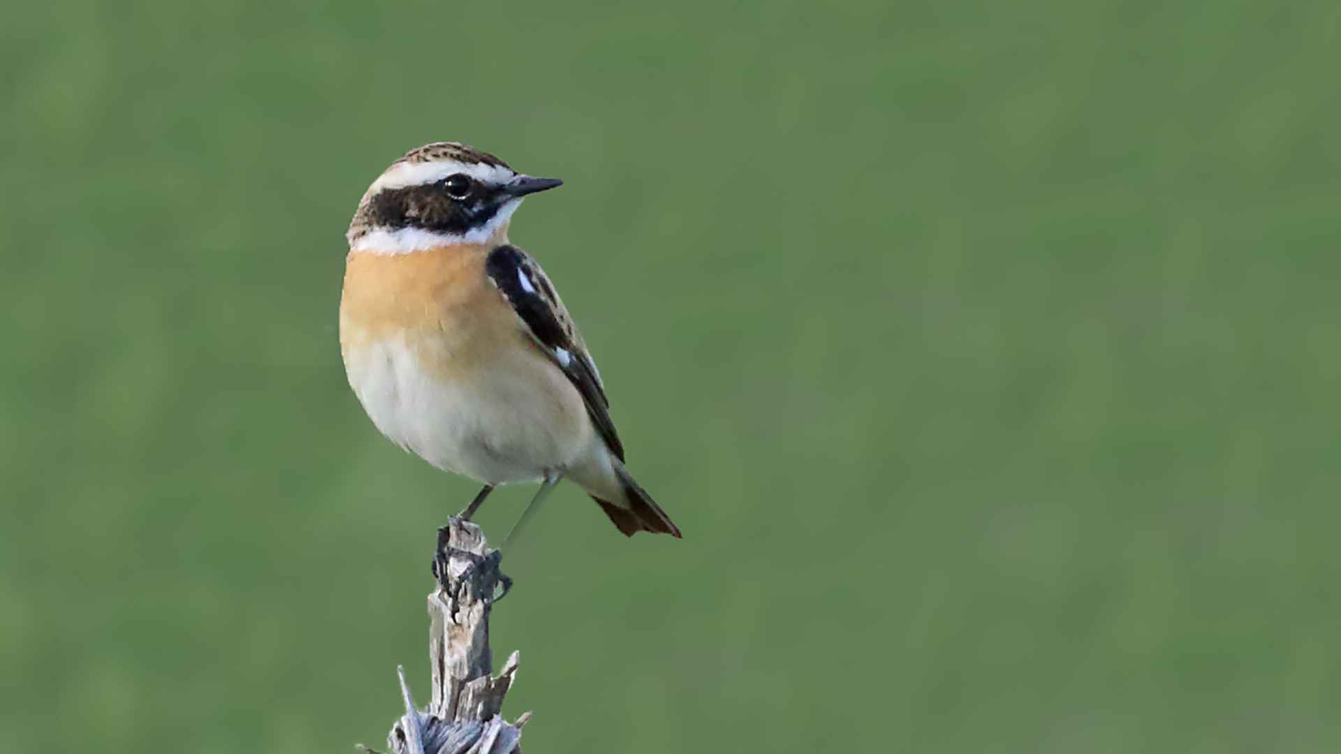 Whinchat