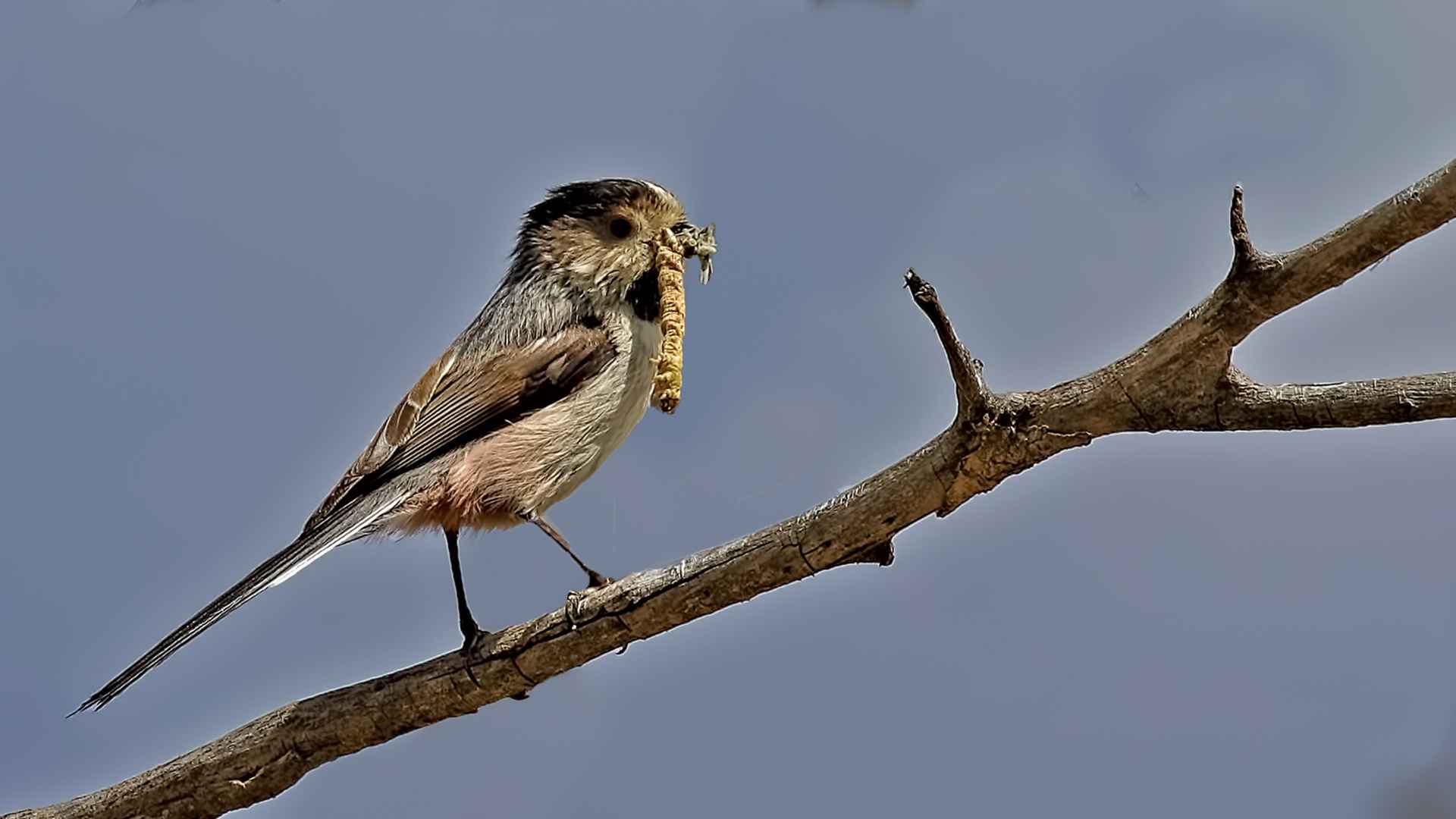 Long-tailed Tit