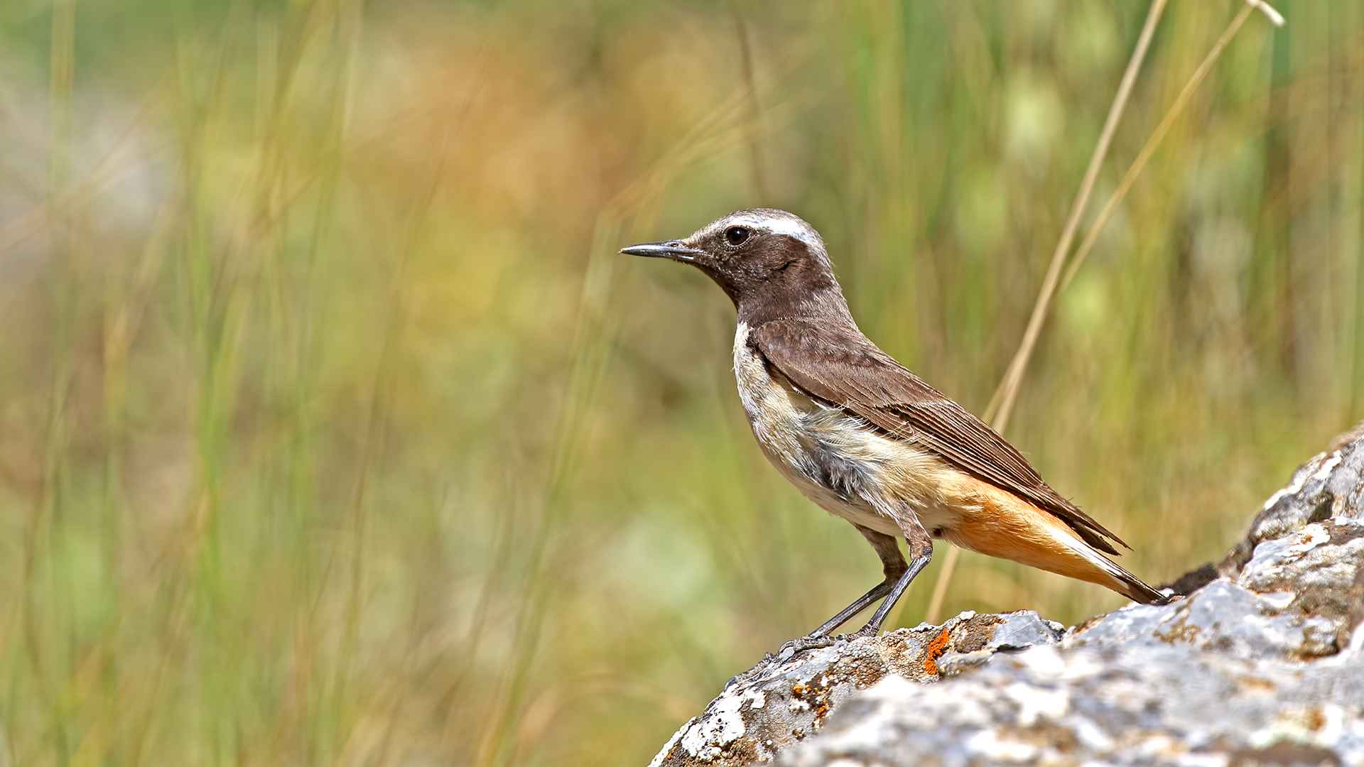 Kızılca kuyrukkakan