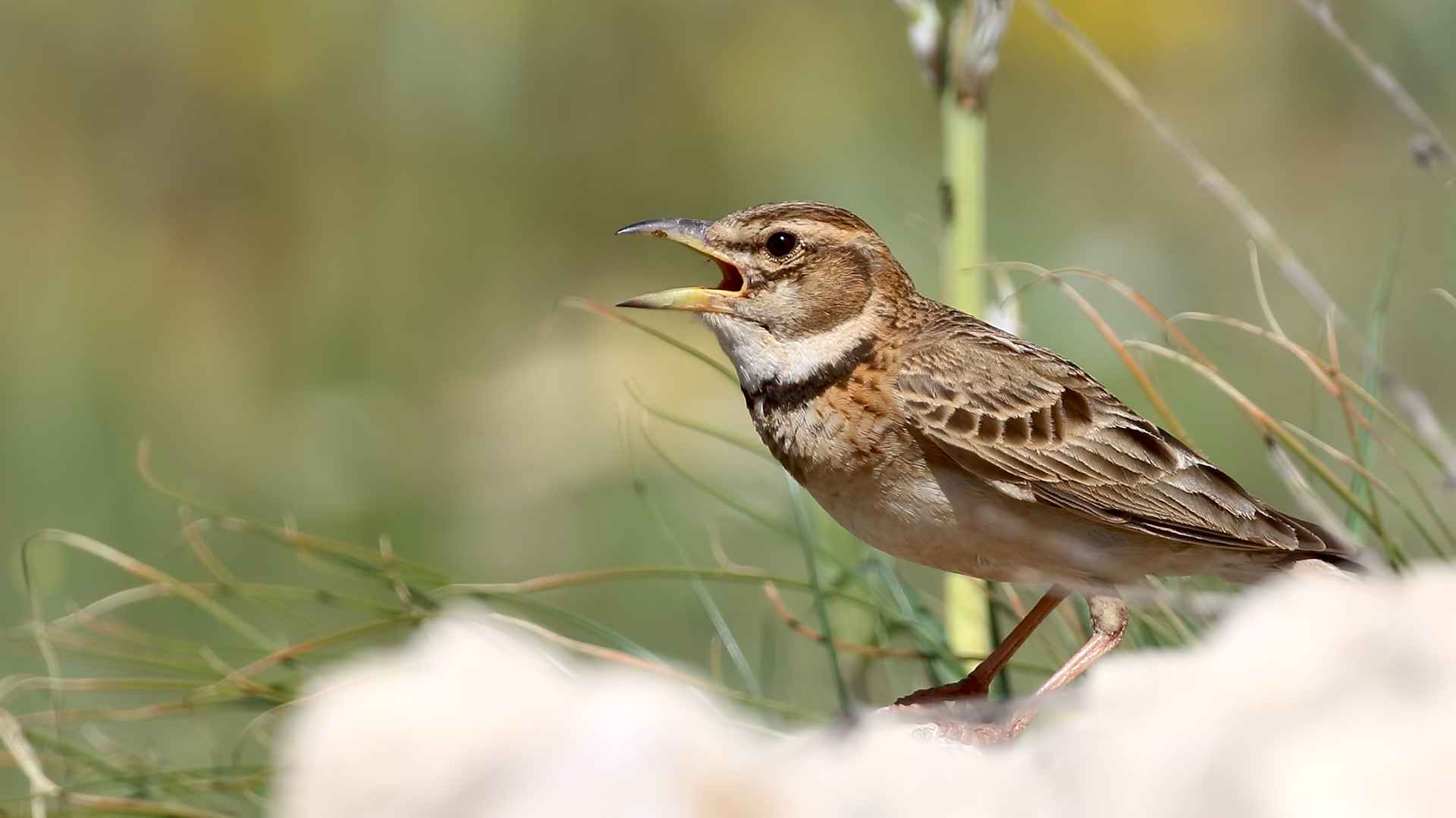 Küçük boğmaklı toygar