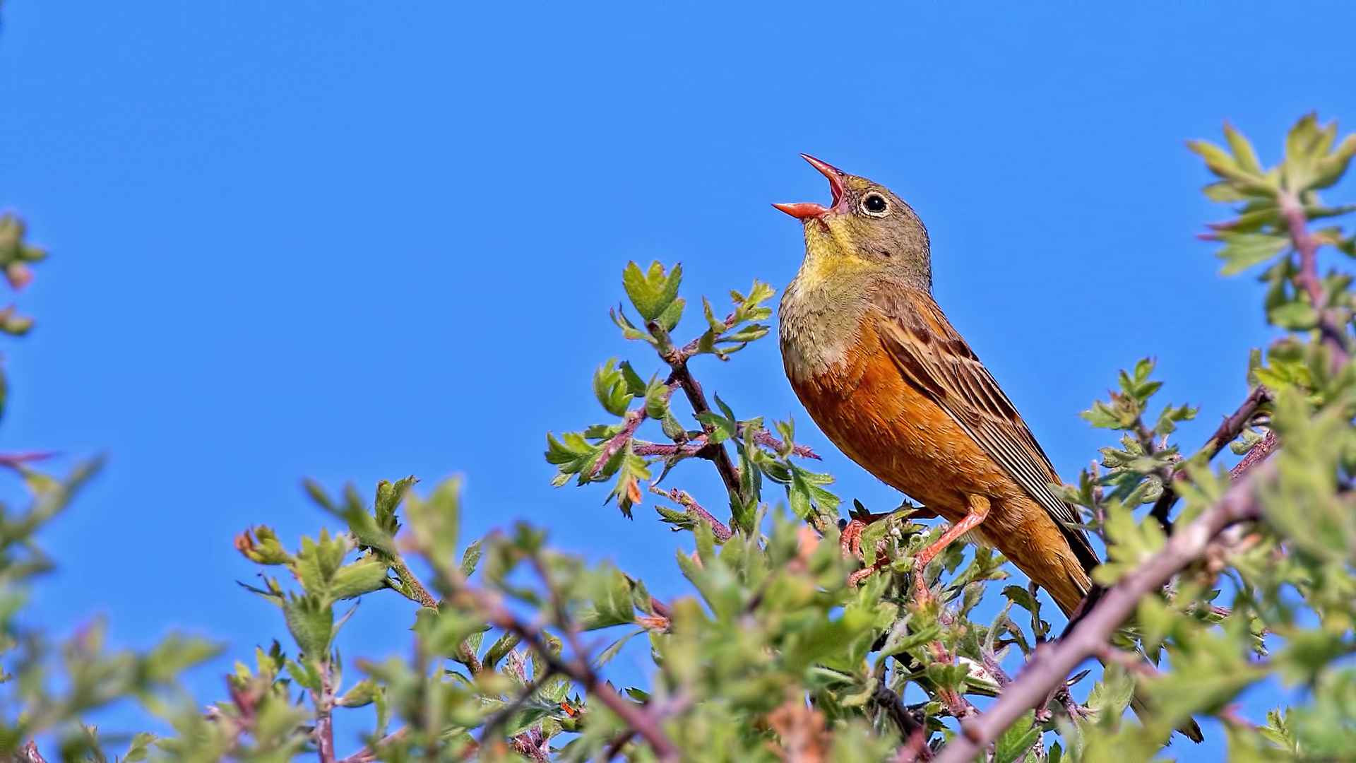 Ortolan Bunting