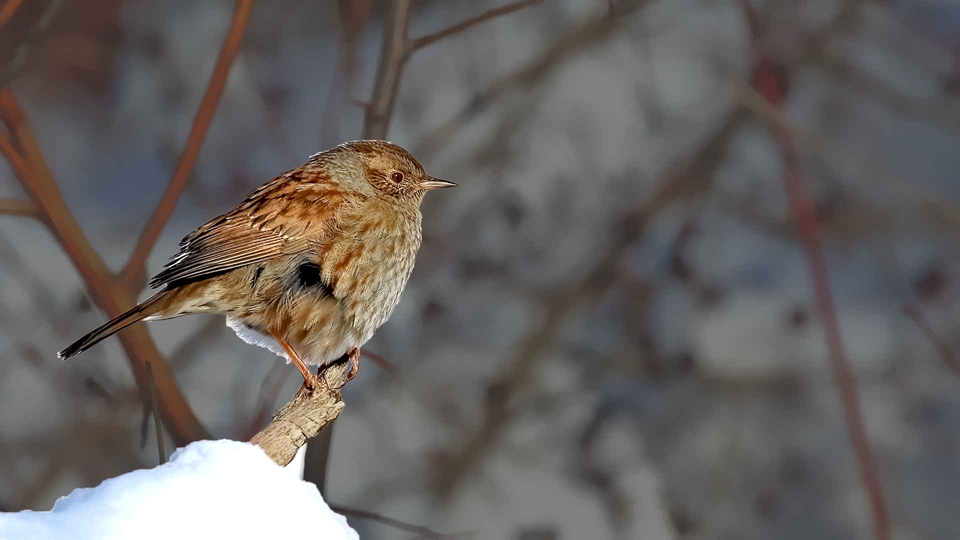 Dunnock