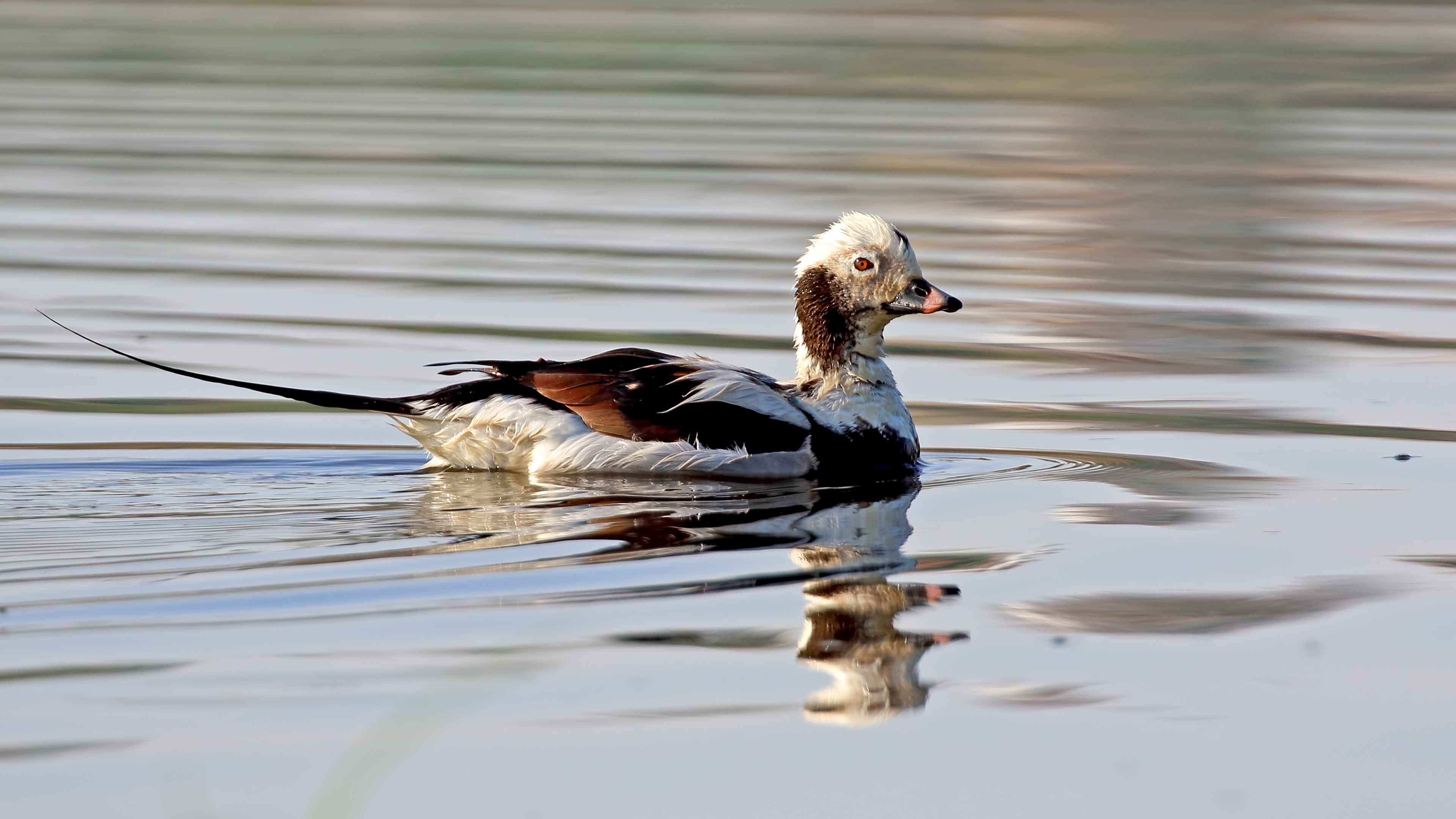 Long-tailed Duck