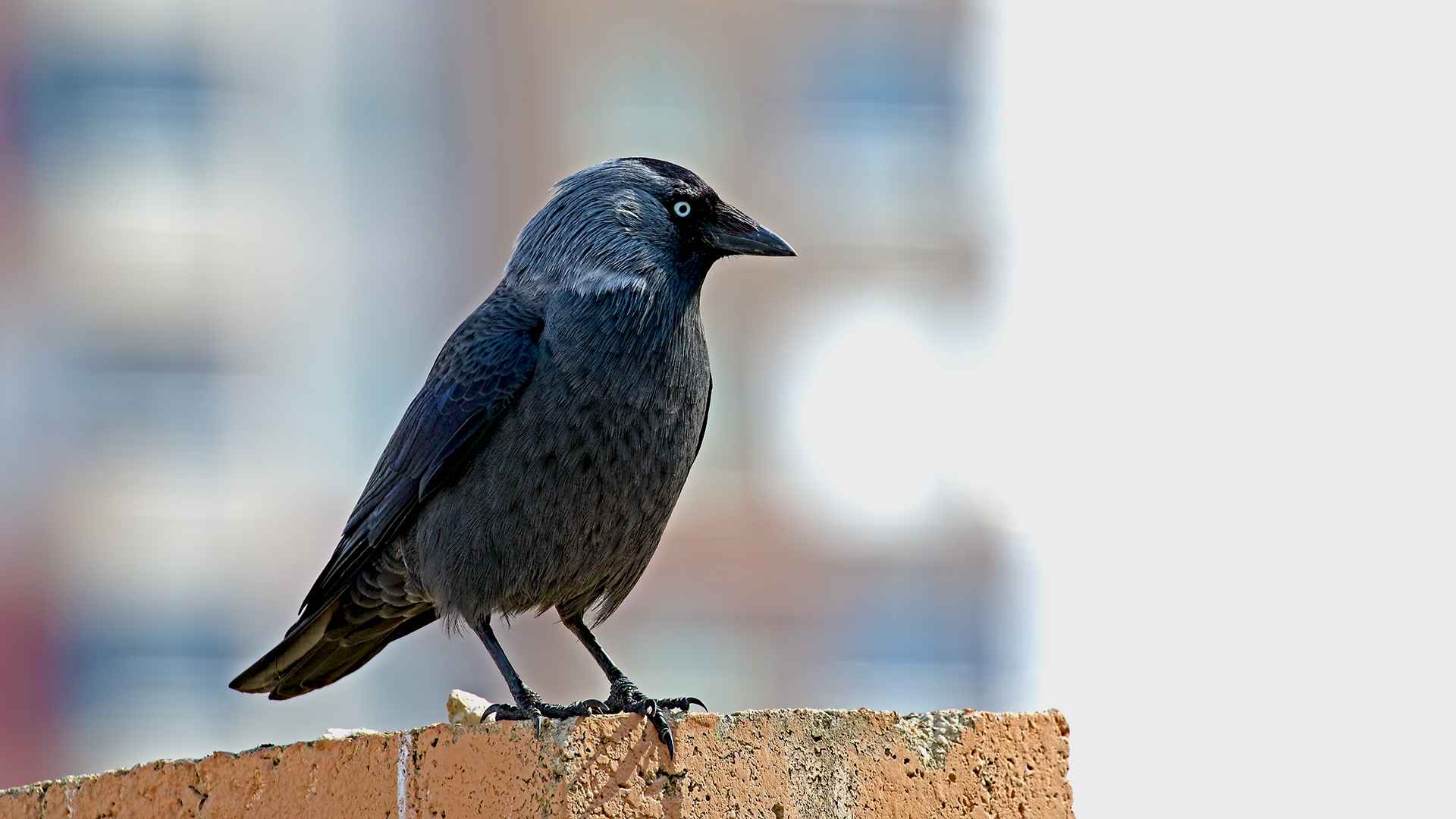 Eurasian Jackdaw
