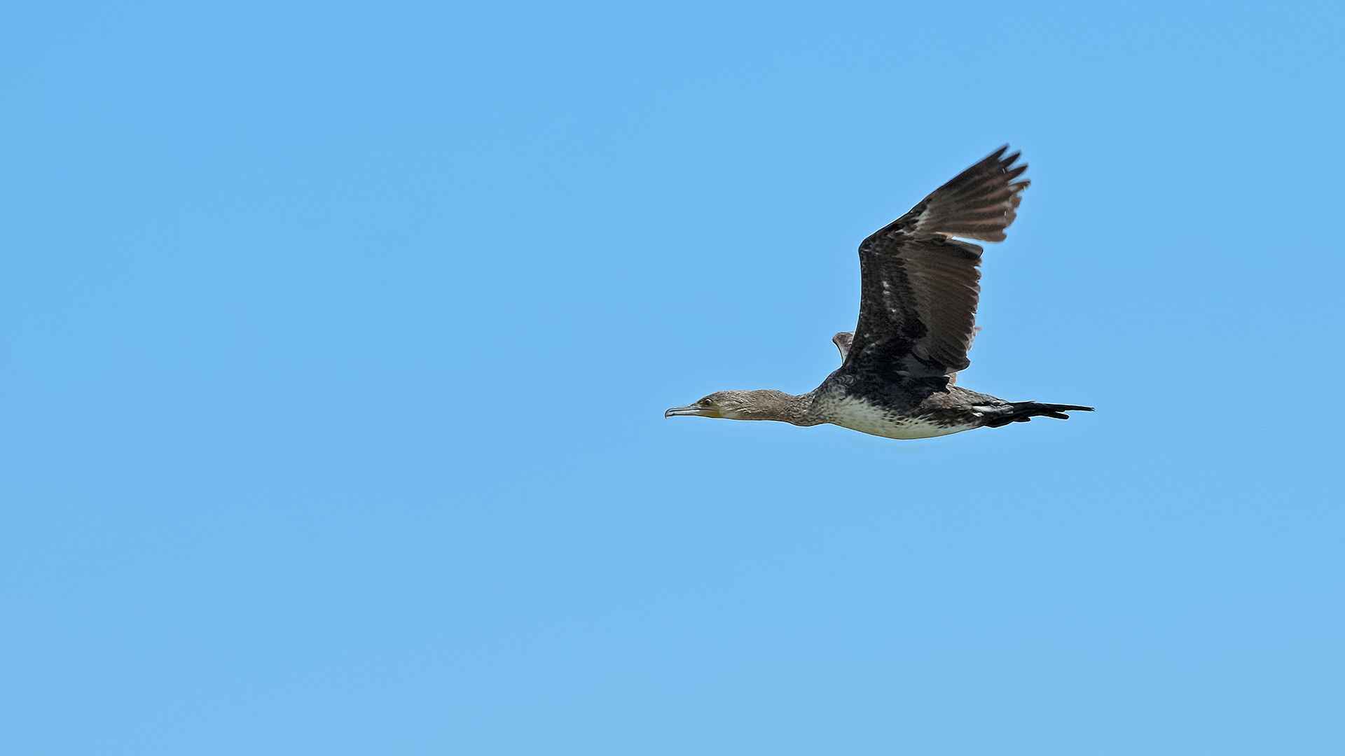 Great Cormorant