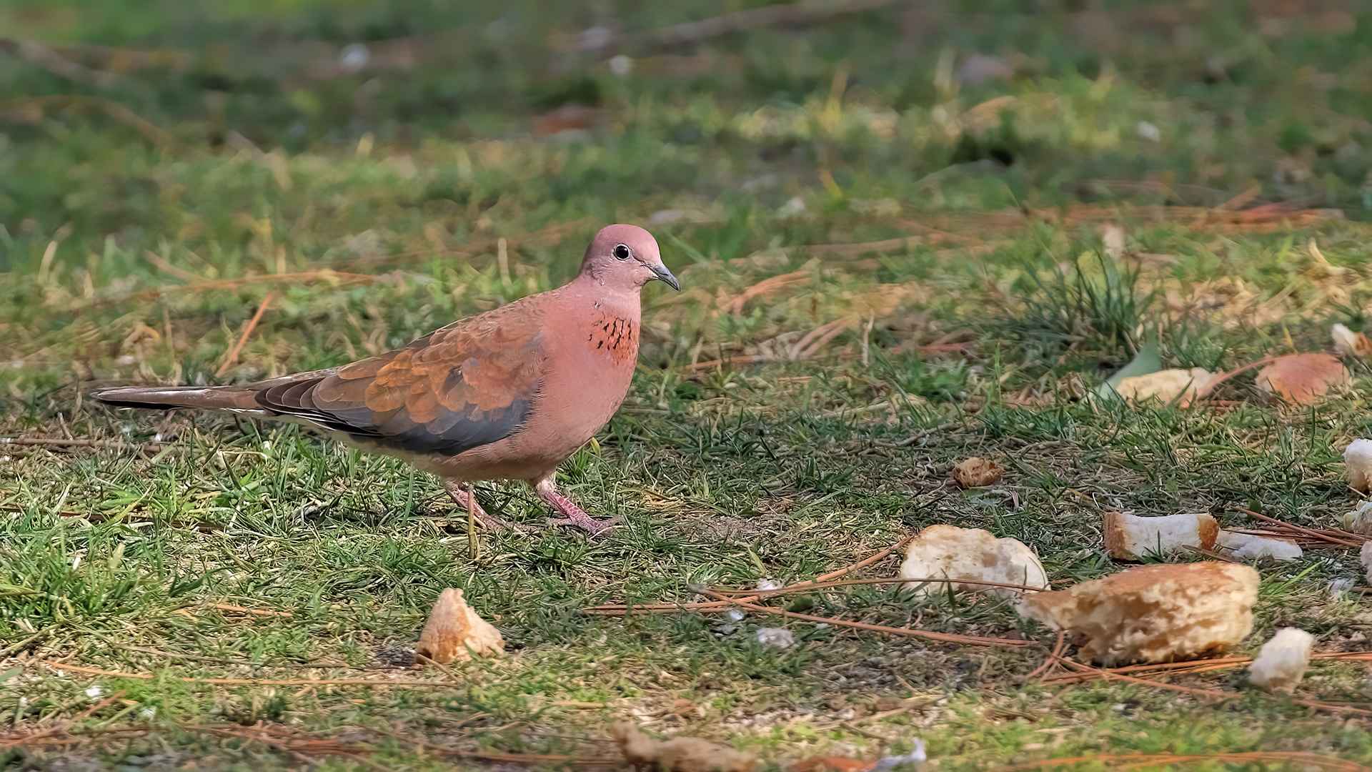Laughing Dove