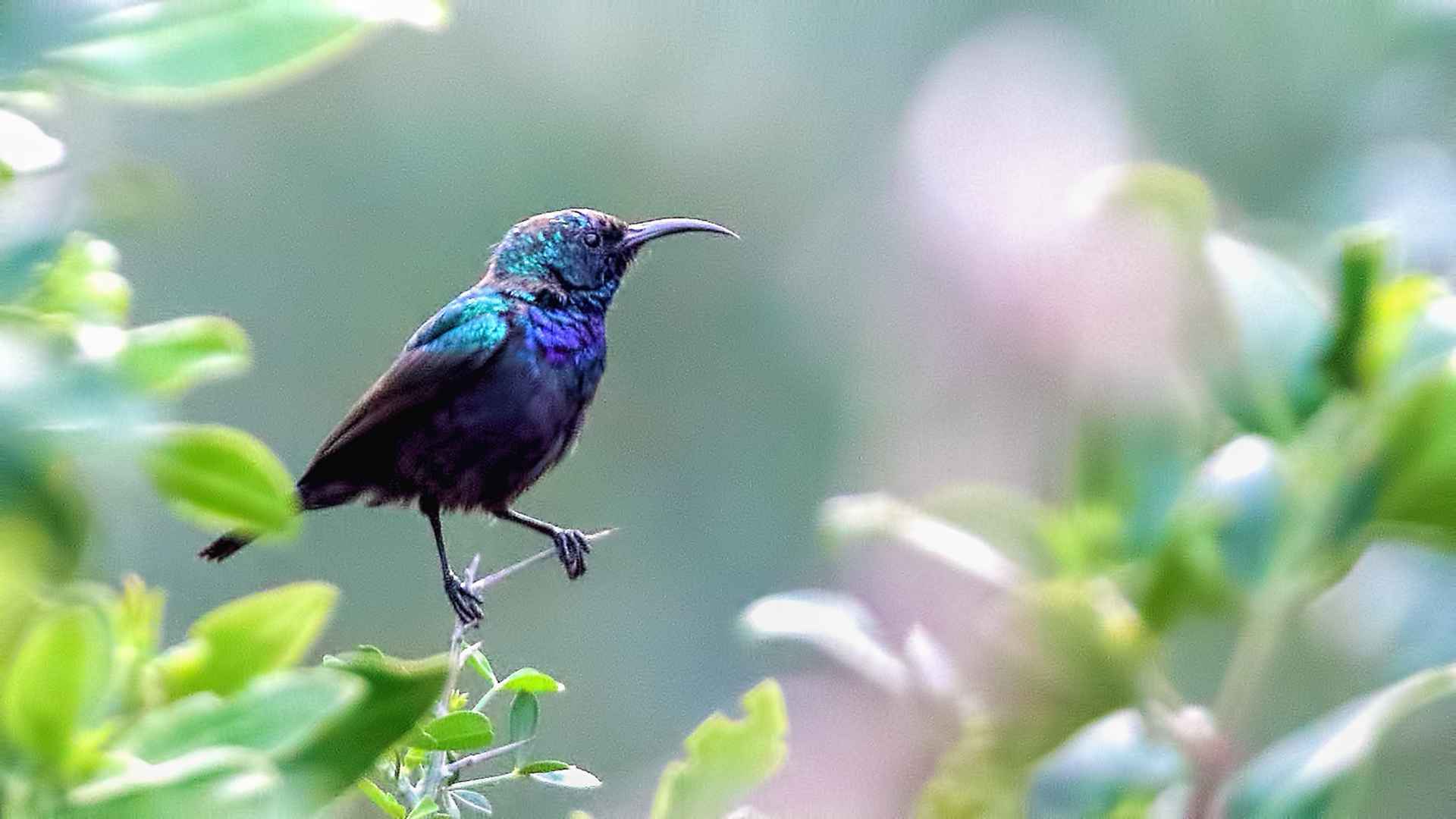 Filistin Nektarkuşu