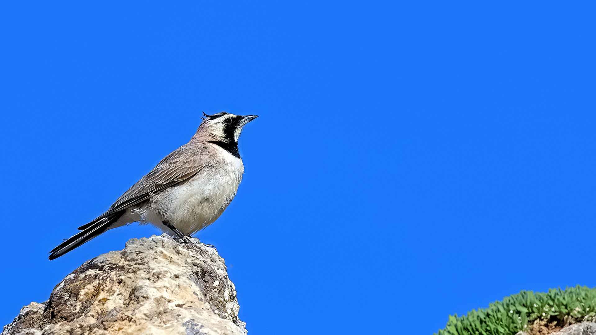 Horned Lark